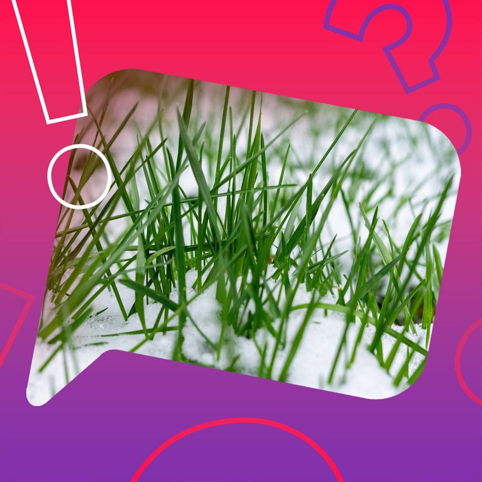 Kann Schnee im Garten zu Schimmel führen?