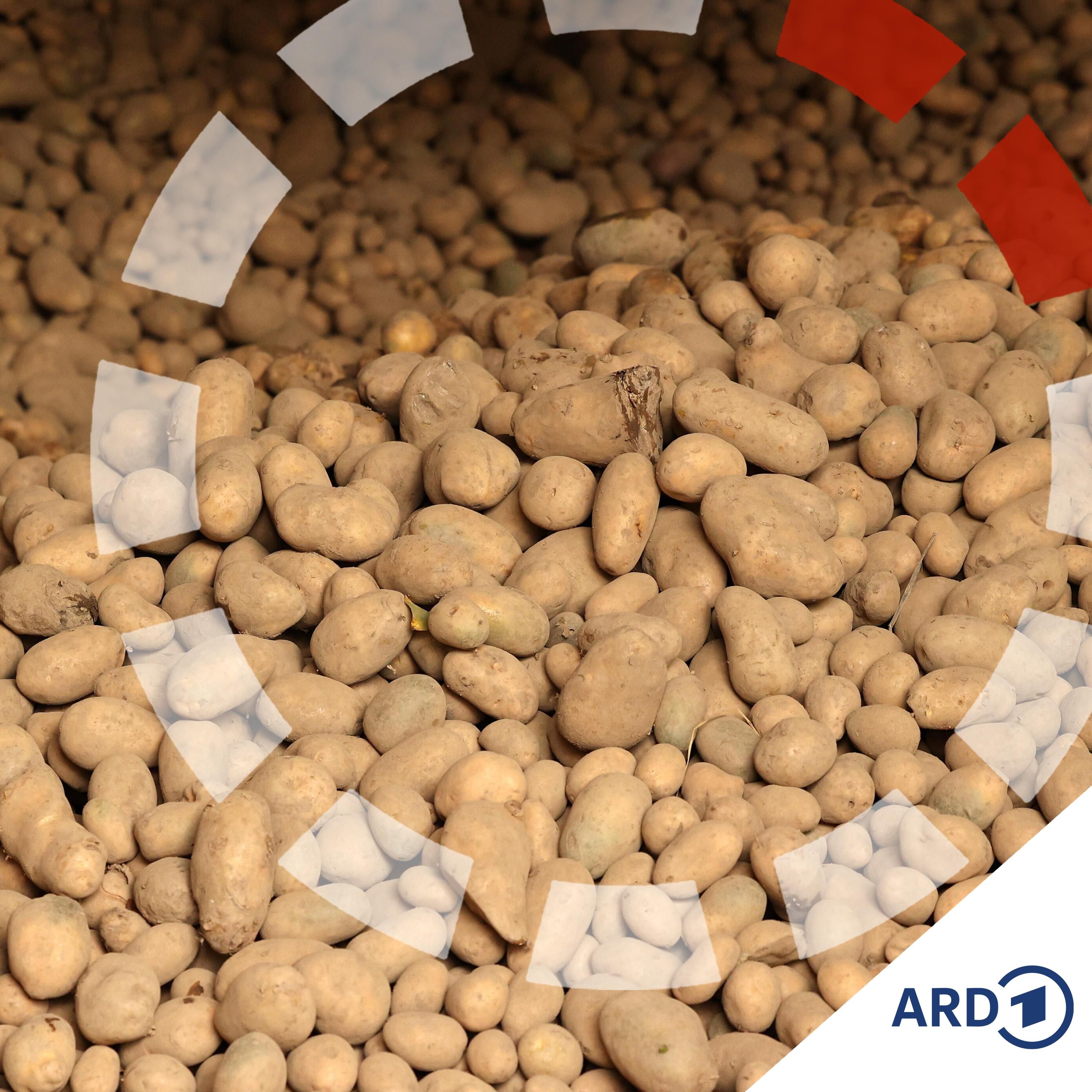 Kartoffeln werden massenhaft vernichtet - was ist los?