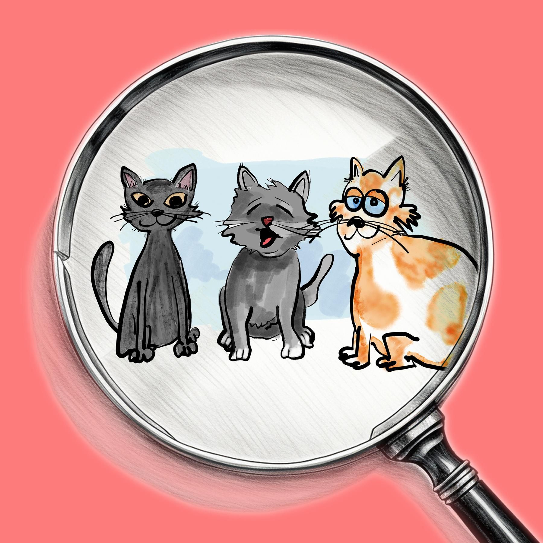 Kater Vivaldi: der Talentwettbewerb der Katzen