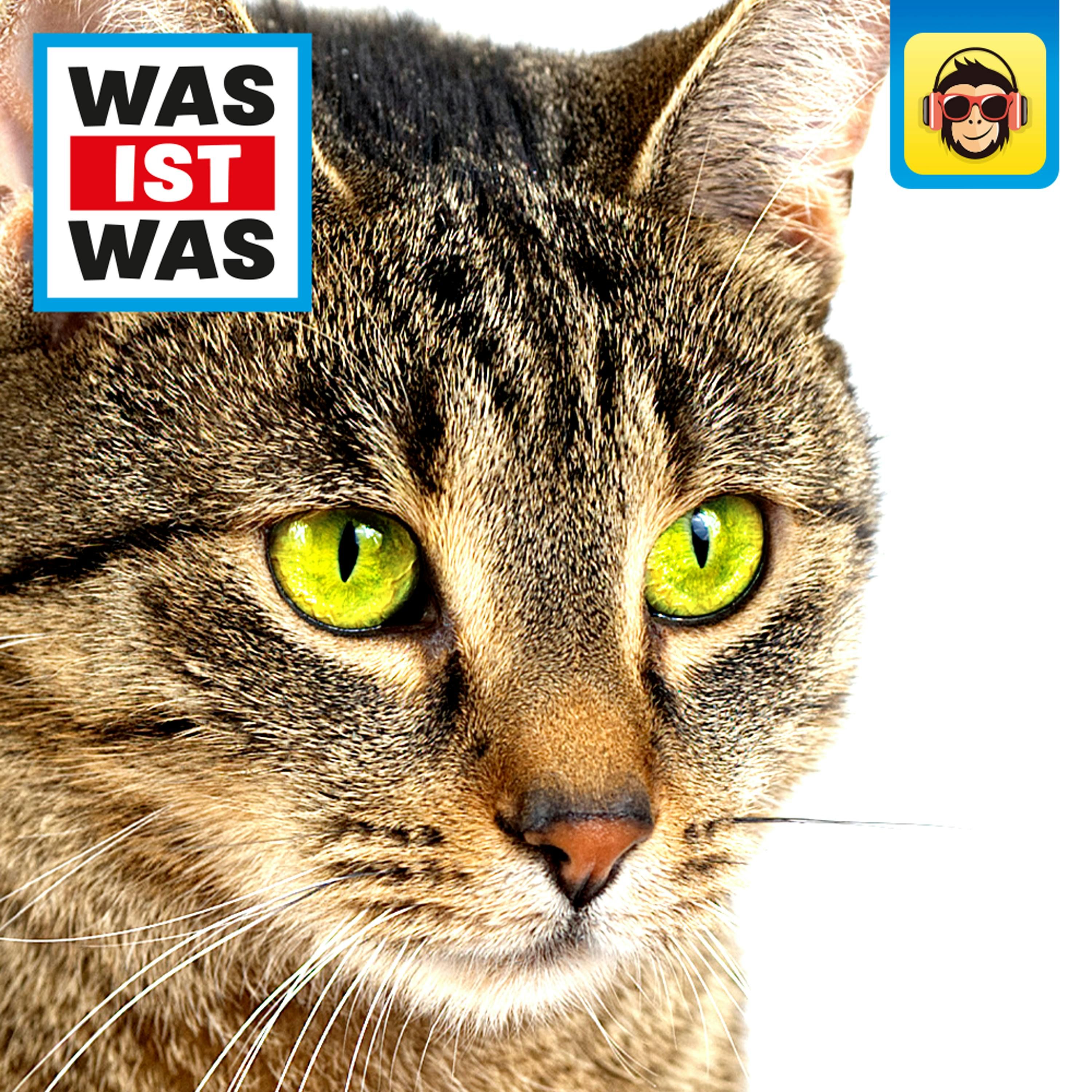 Katzen – Flinke Jäger auf Samtpfoten