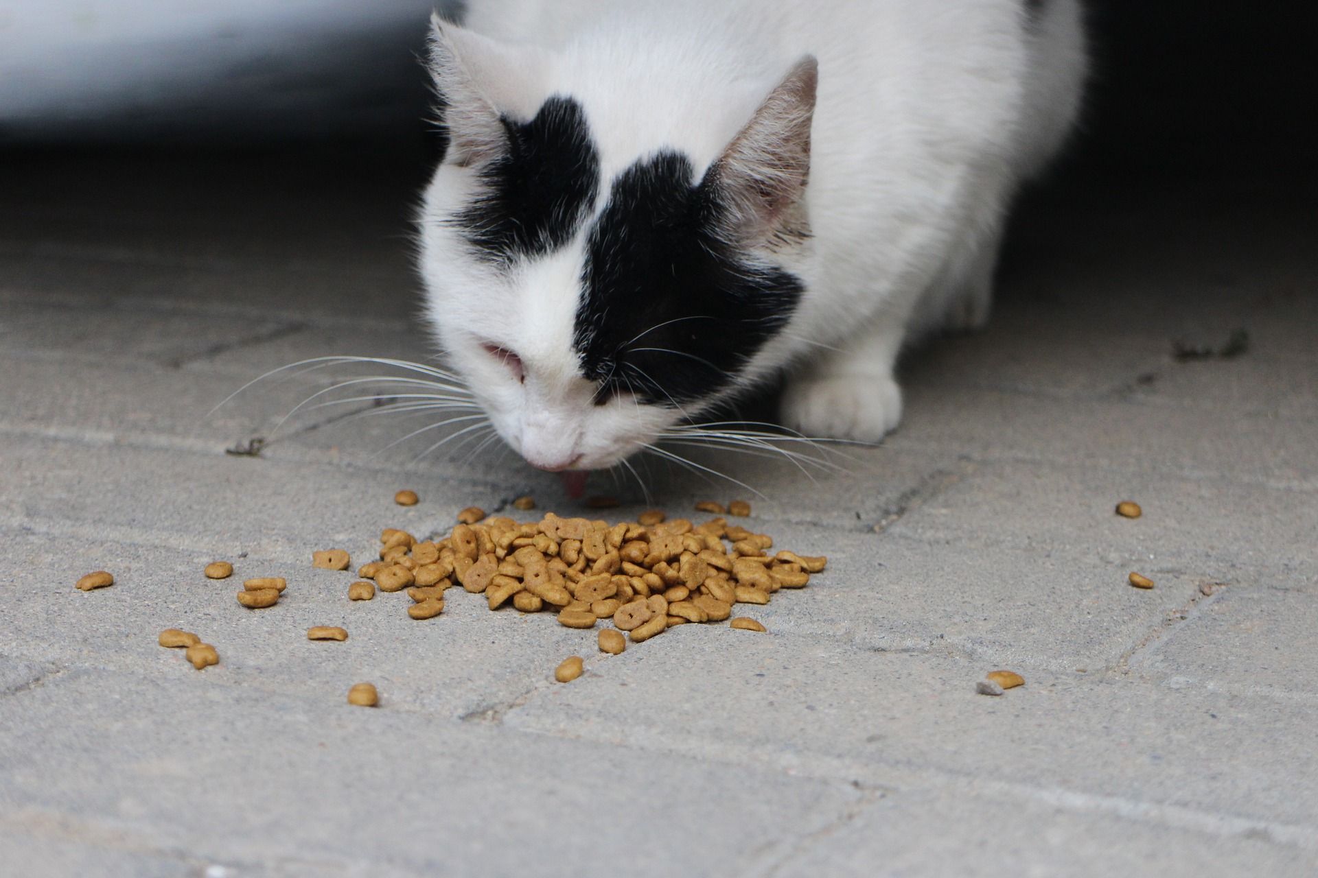 Katzen-Trockenfutter im Test Das Beste ist ein Schnäpp­chen