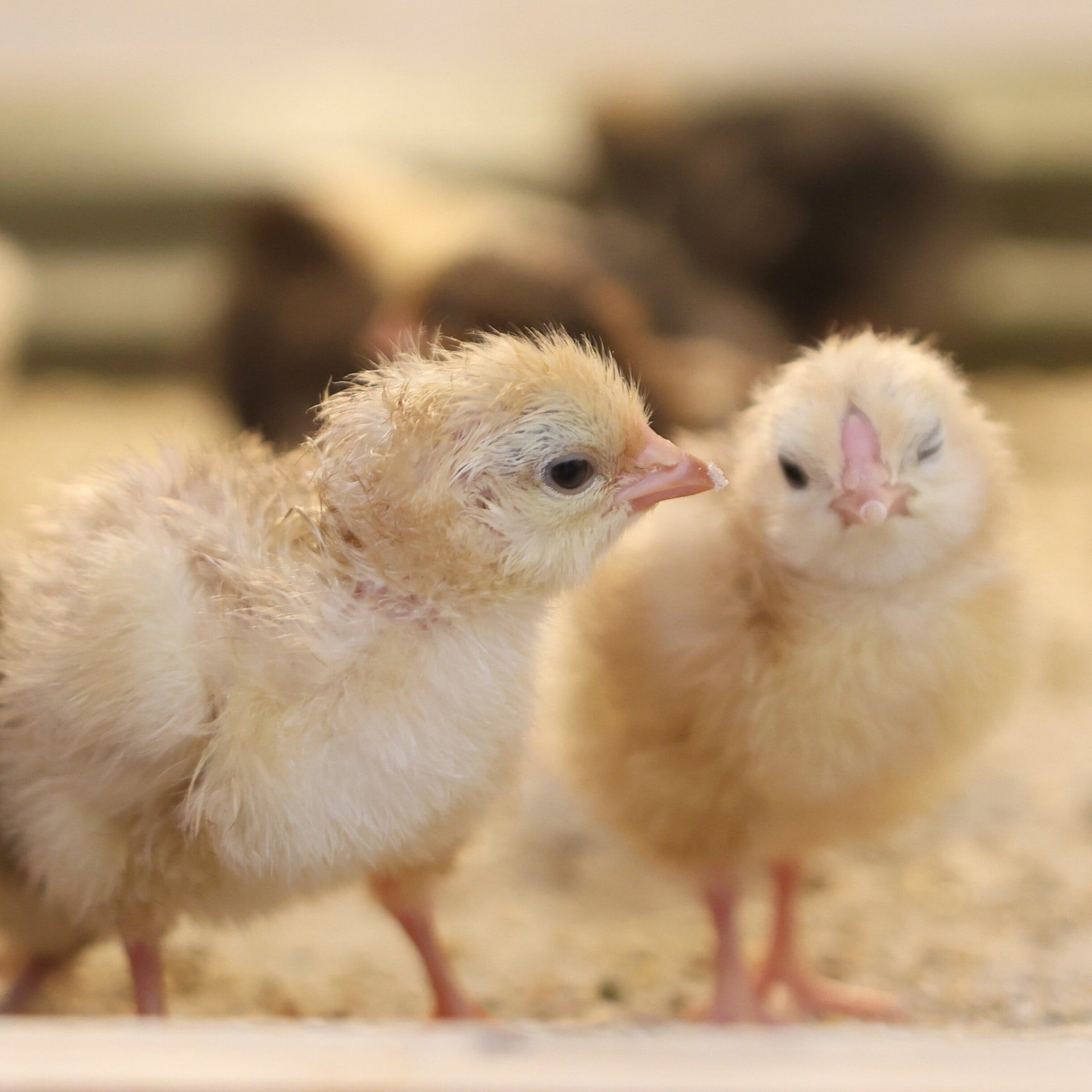 KI statt Küken-Tod – So soll eine neue Methode die Früherkennung im Ei revolutionieren