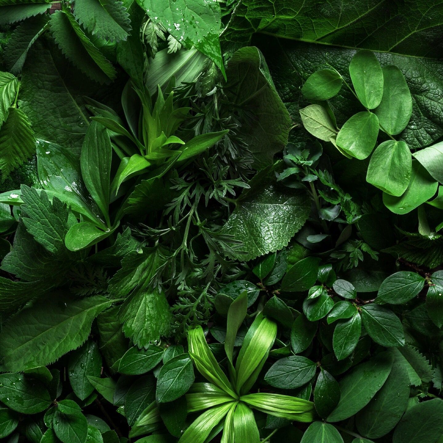 Kienzle und das Pflanzenwissen