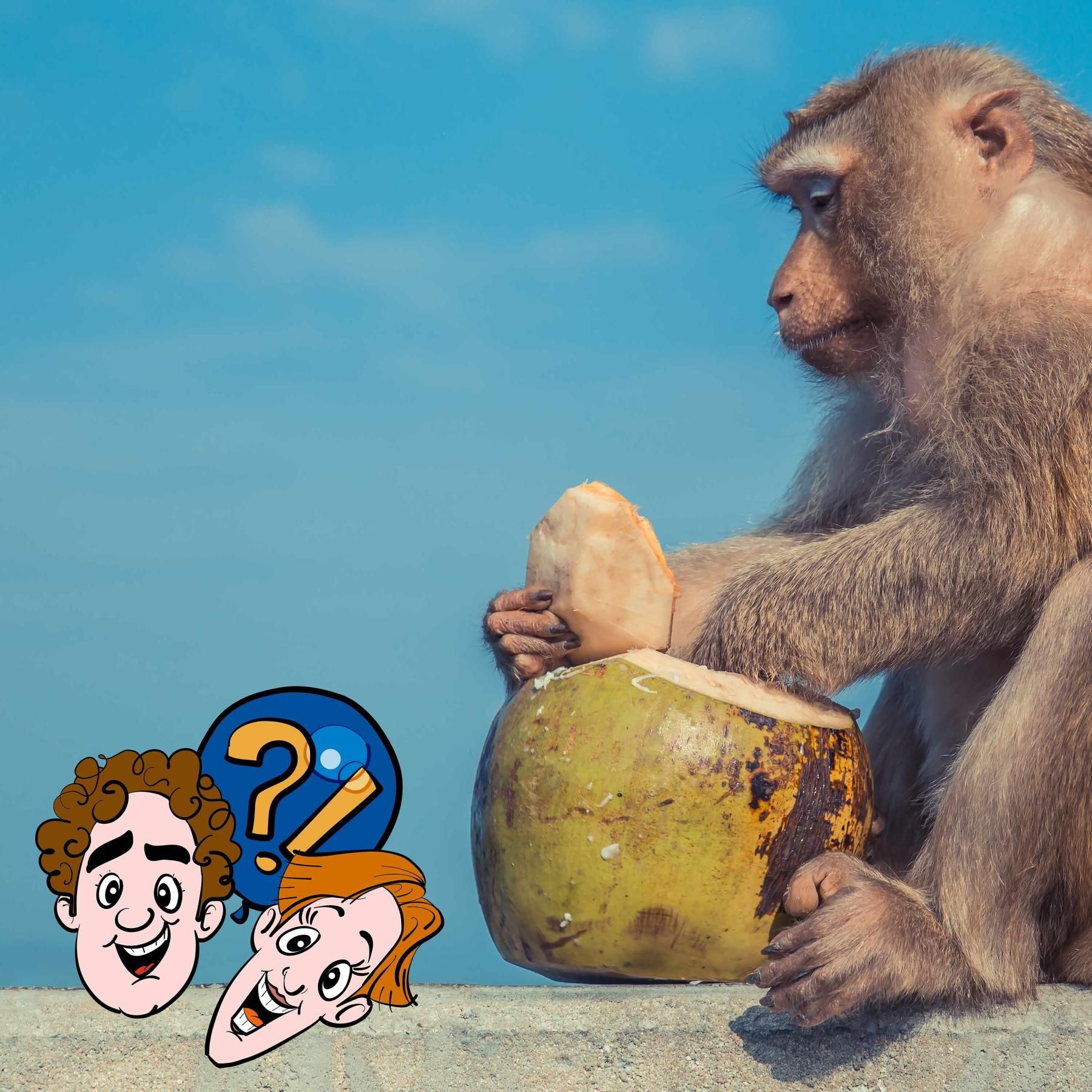 Klauen Affen wirklich Kokosnüsse?