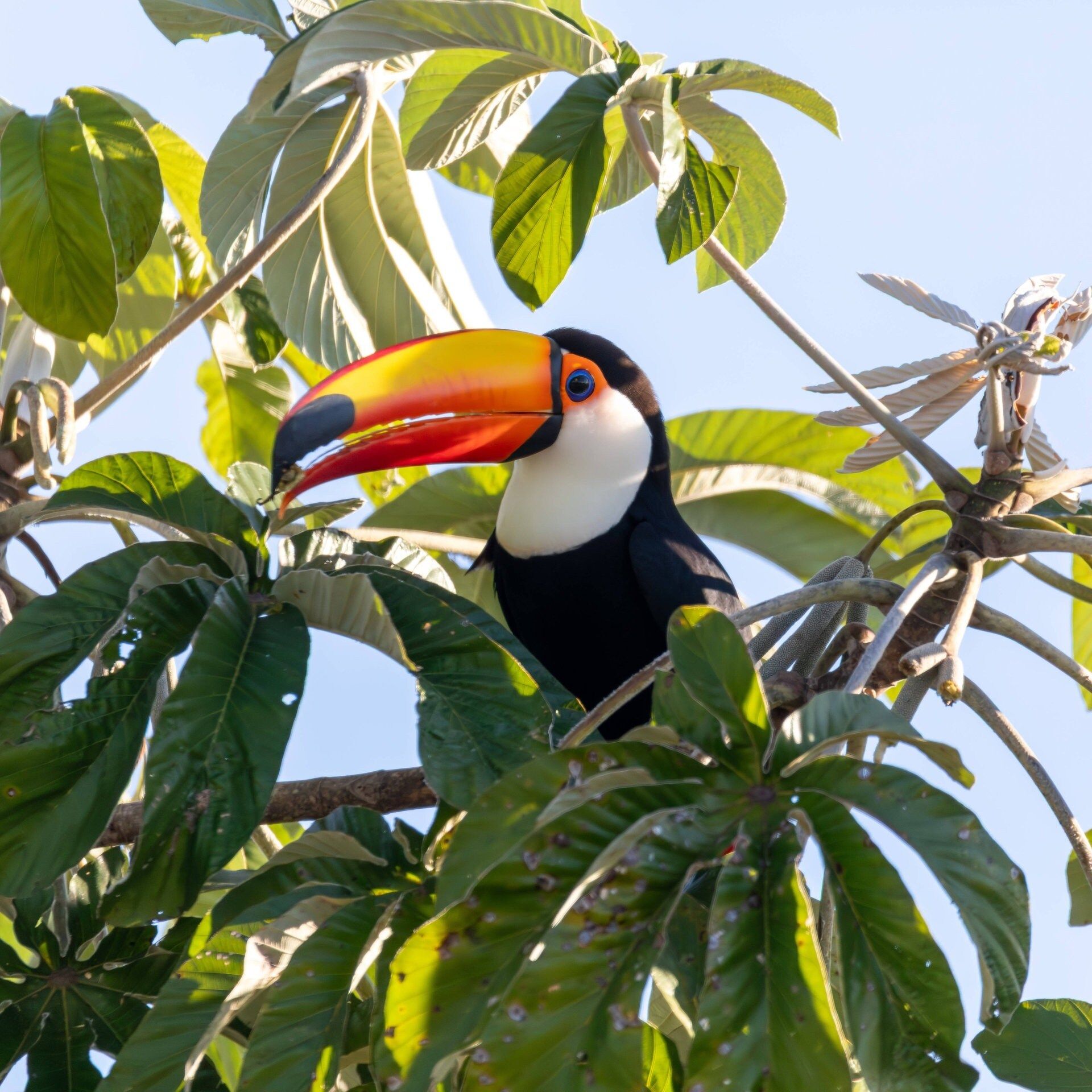 Klimaschutz: Wie lange braucht ein Regenwald, um sich von Umweltzerstörung zu erholen?