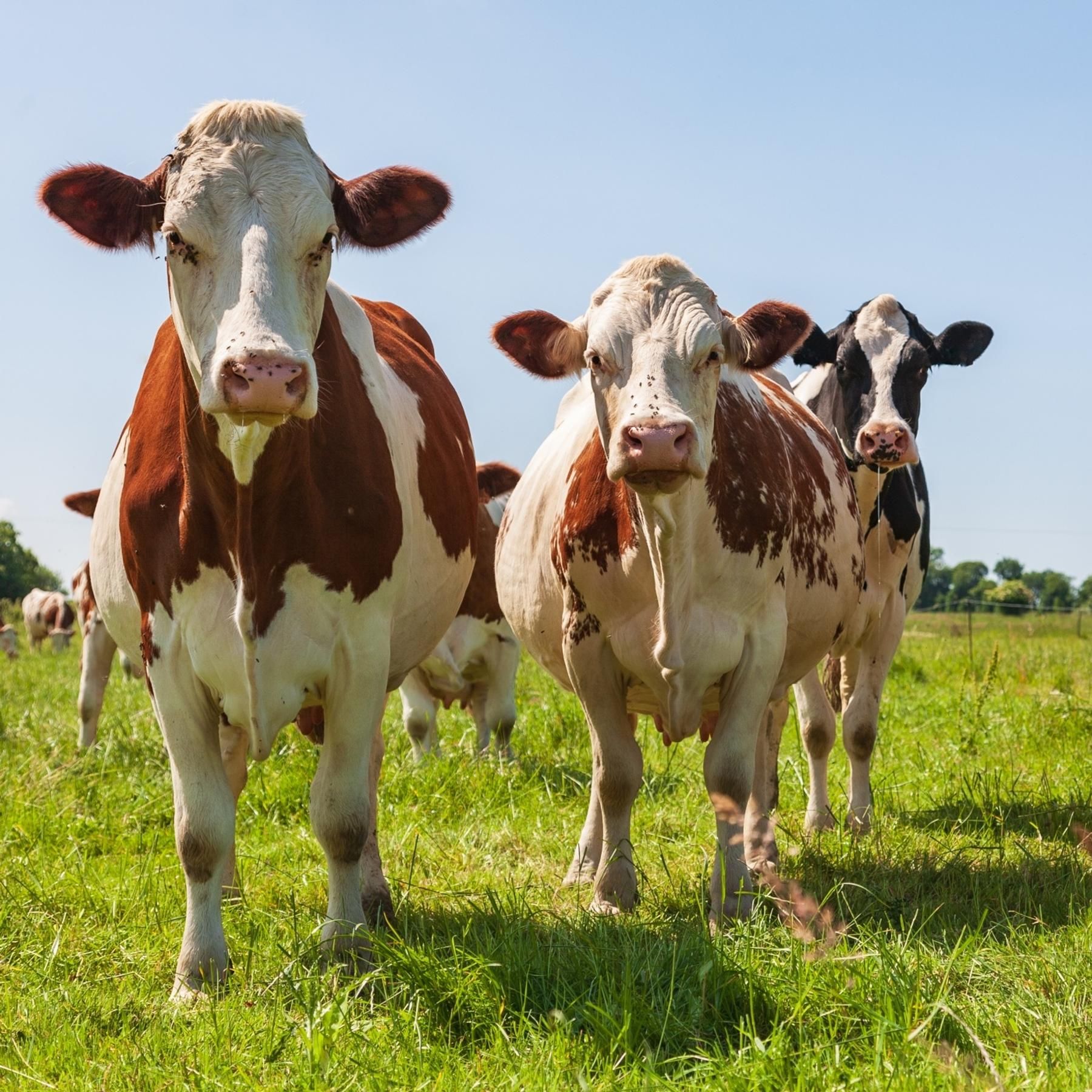 Klimasünder Kuh: So gelingt die umweltverträgliche Tierzucht