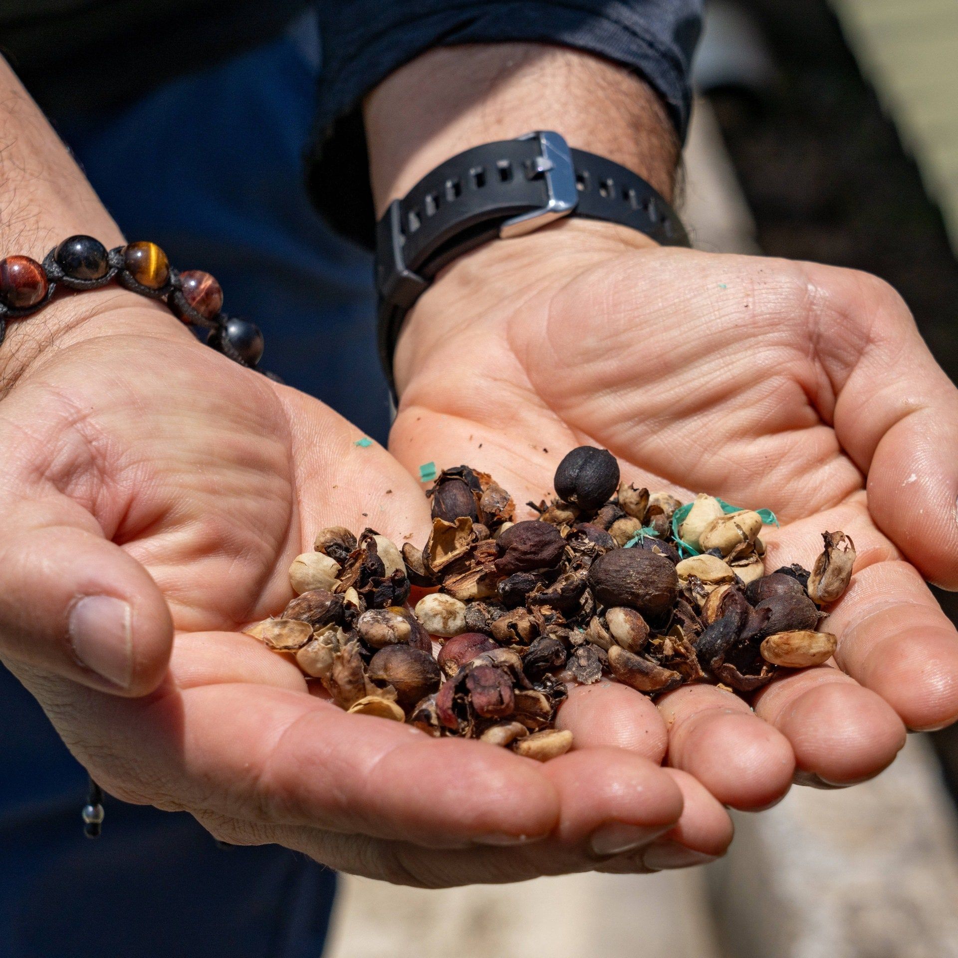 Klimawandel macht Kaffee teurer