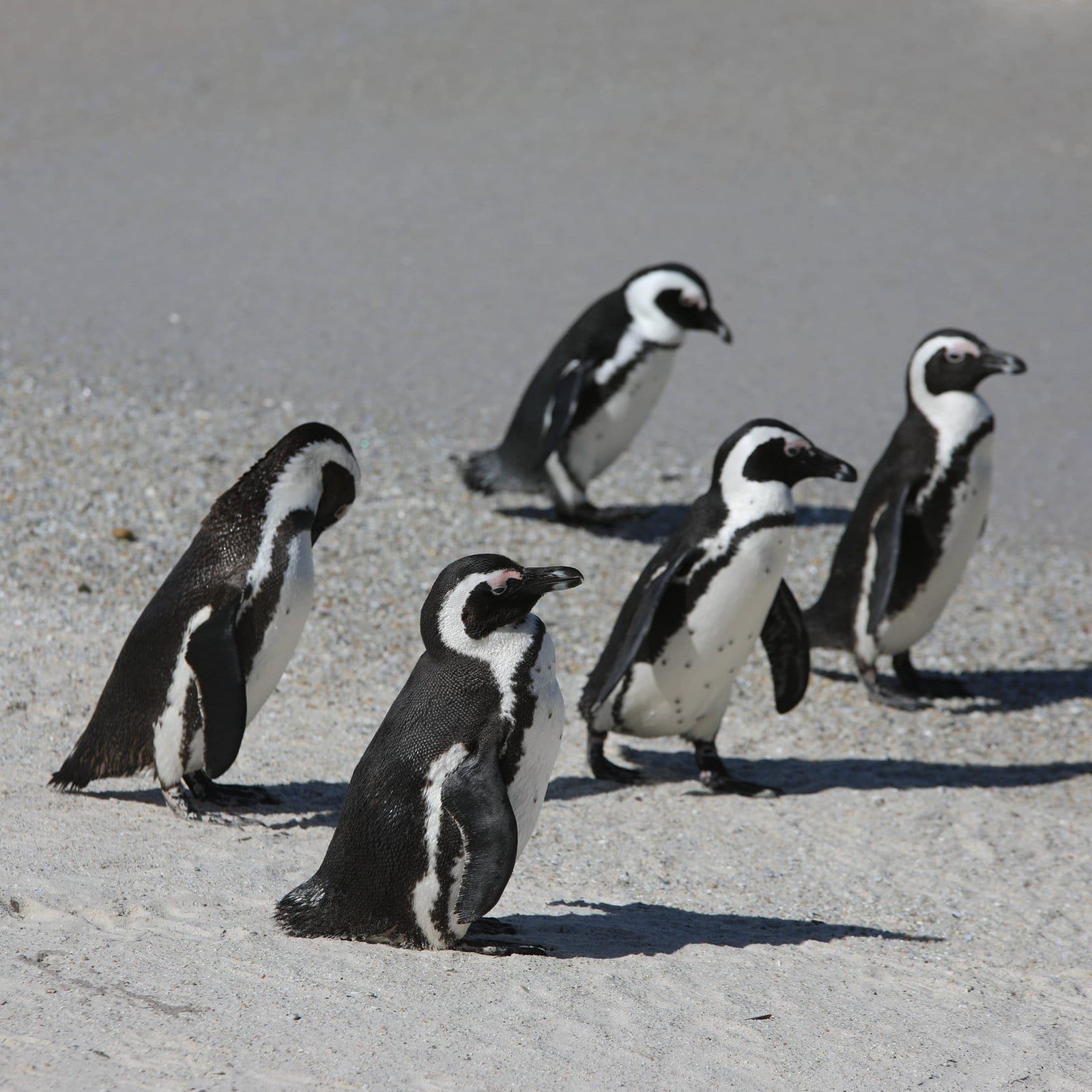 Klimawandel & Überfischung: Südafrikas Pinguine verhungern