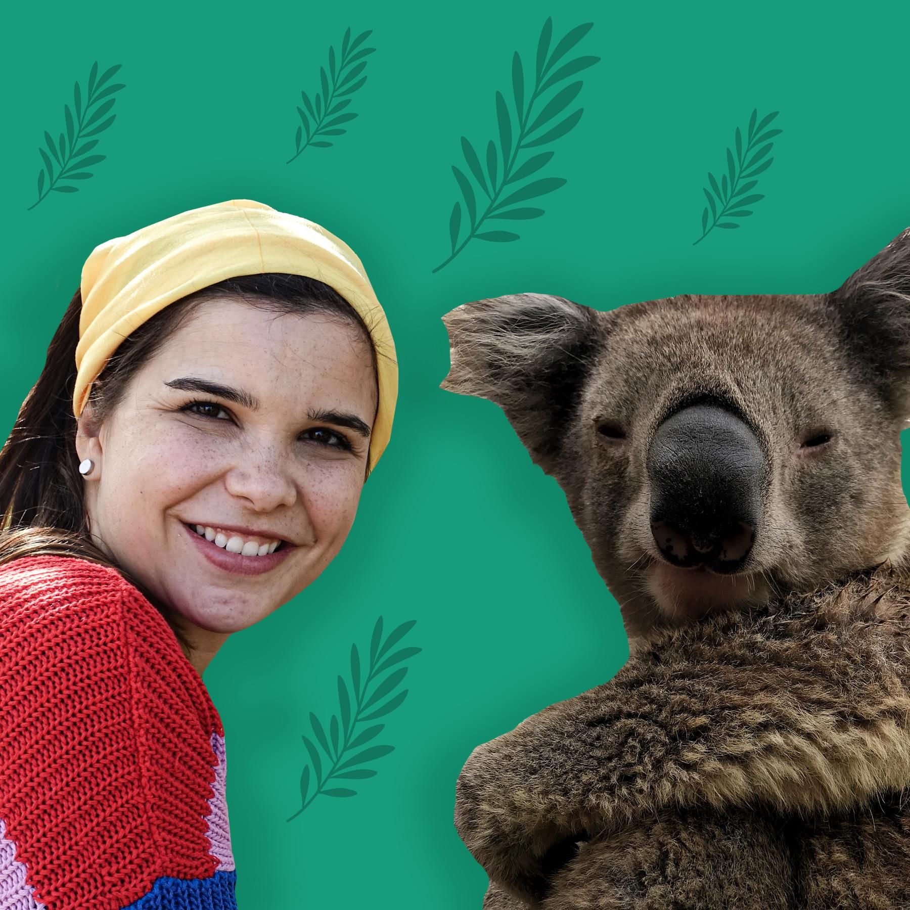 Koalas – Knuddelige Beuteltiere aus Australien