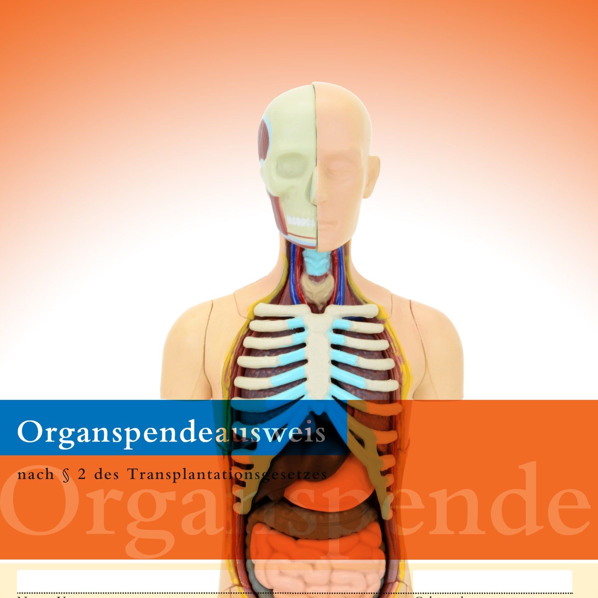 Können Organspender bei der Entnahme Schmerzen empfinden?