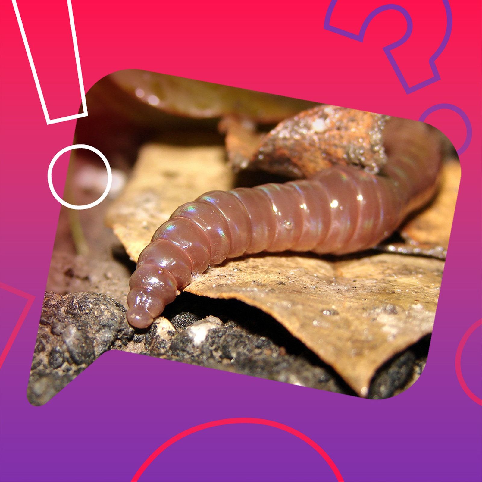 Können Regenwürmer eigentlich husten?