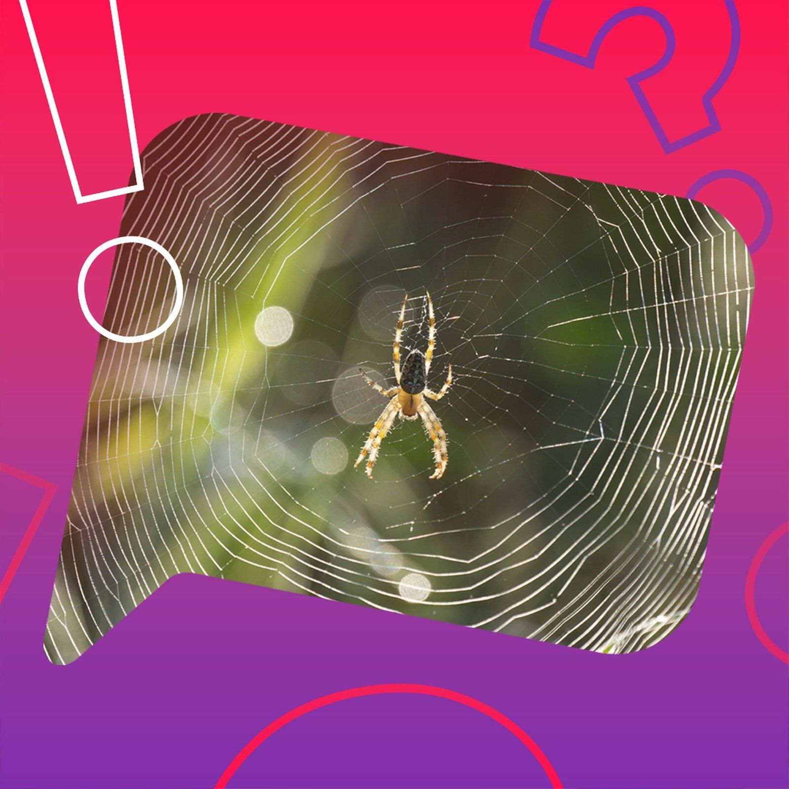 Können Spinnen anderen Spinnen ins Netz gehen?