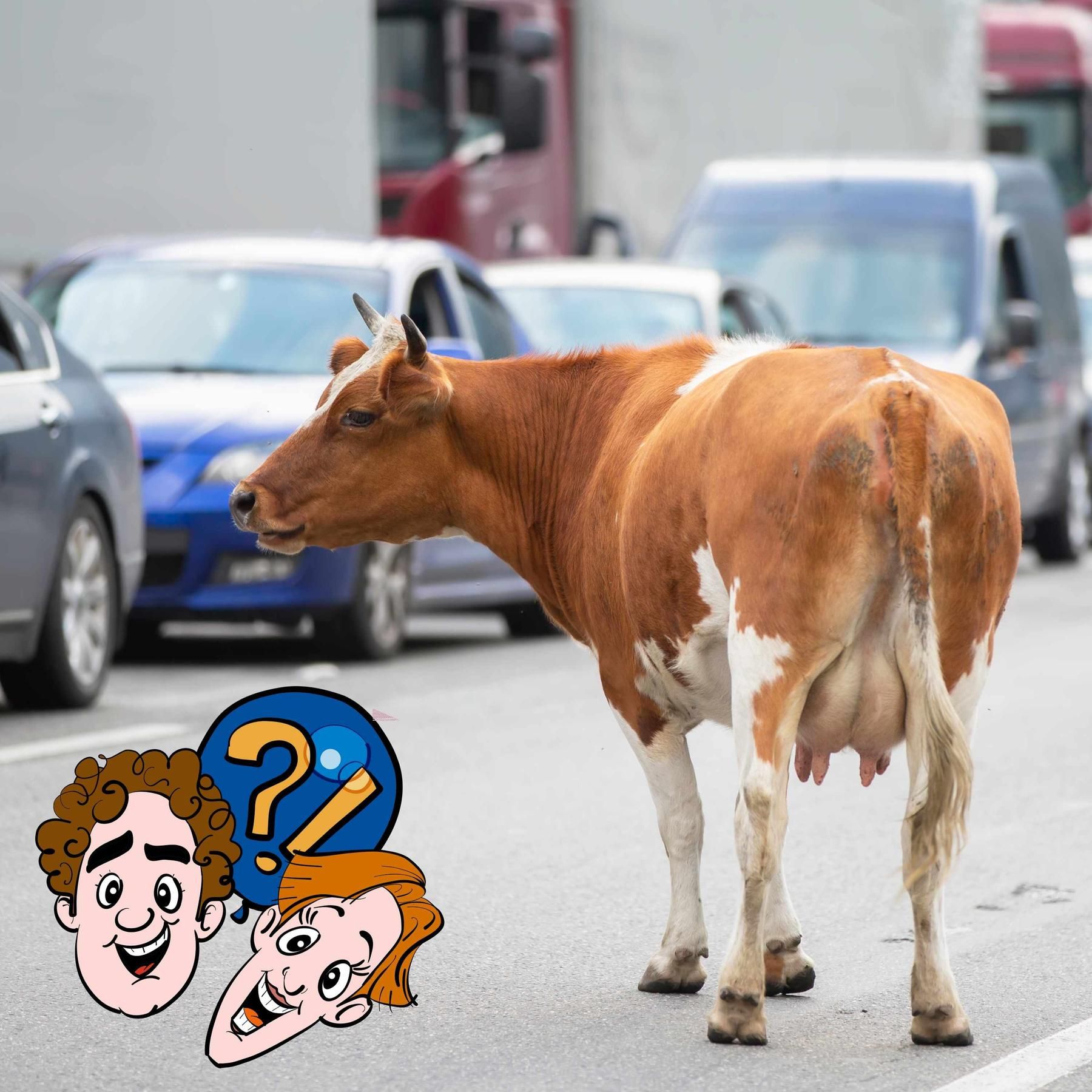 Können Tiere rückwärts gehen?