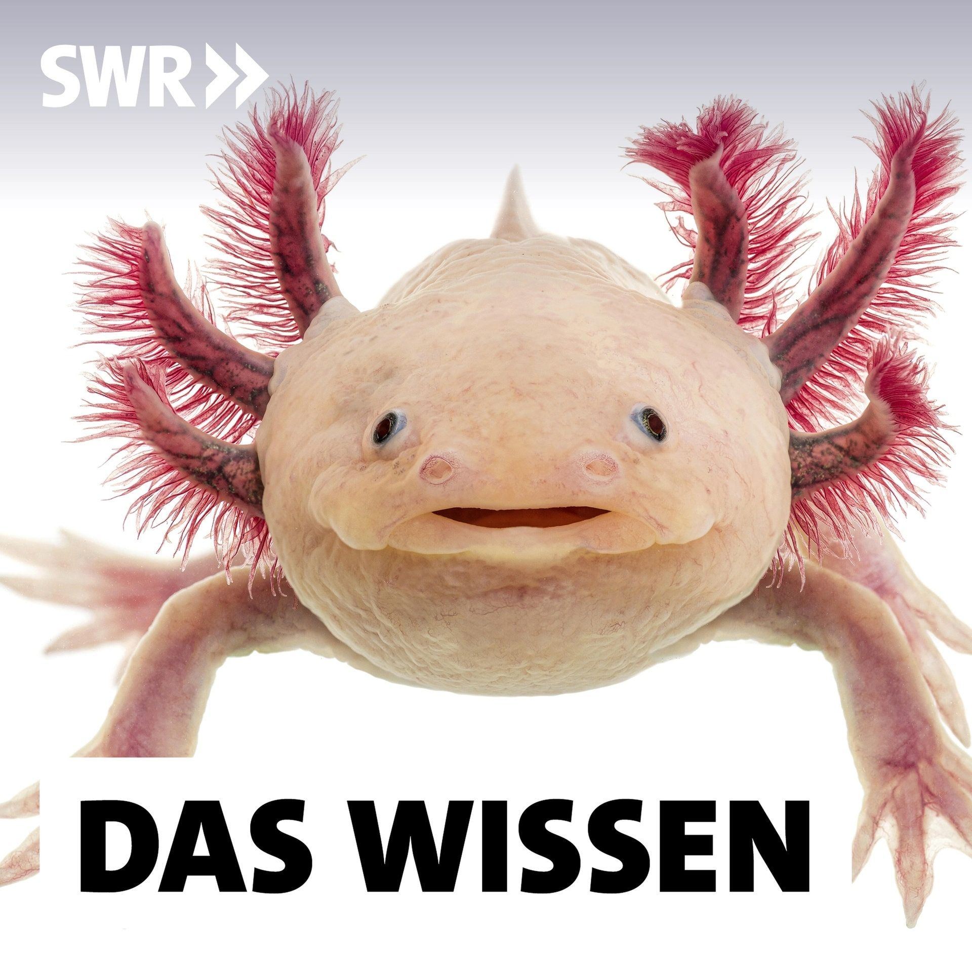 Körperteile nachwachsen lassen – Was die Medizin von Tieren lernt