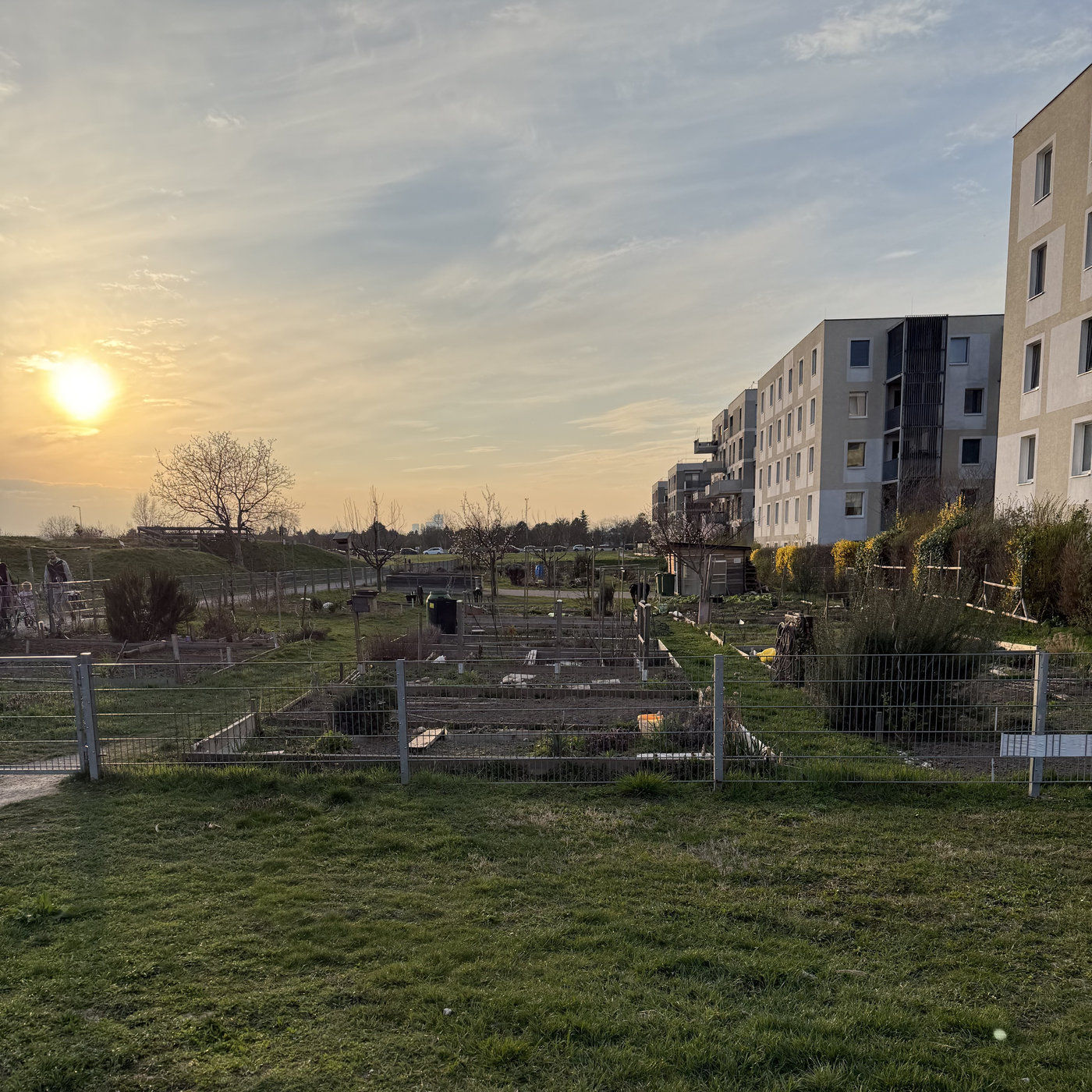 Közösségi kertek Bécsben