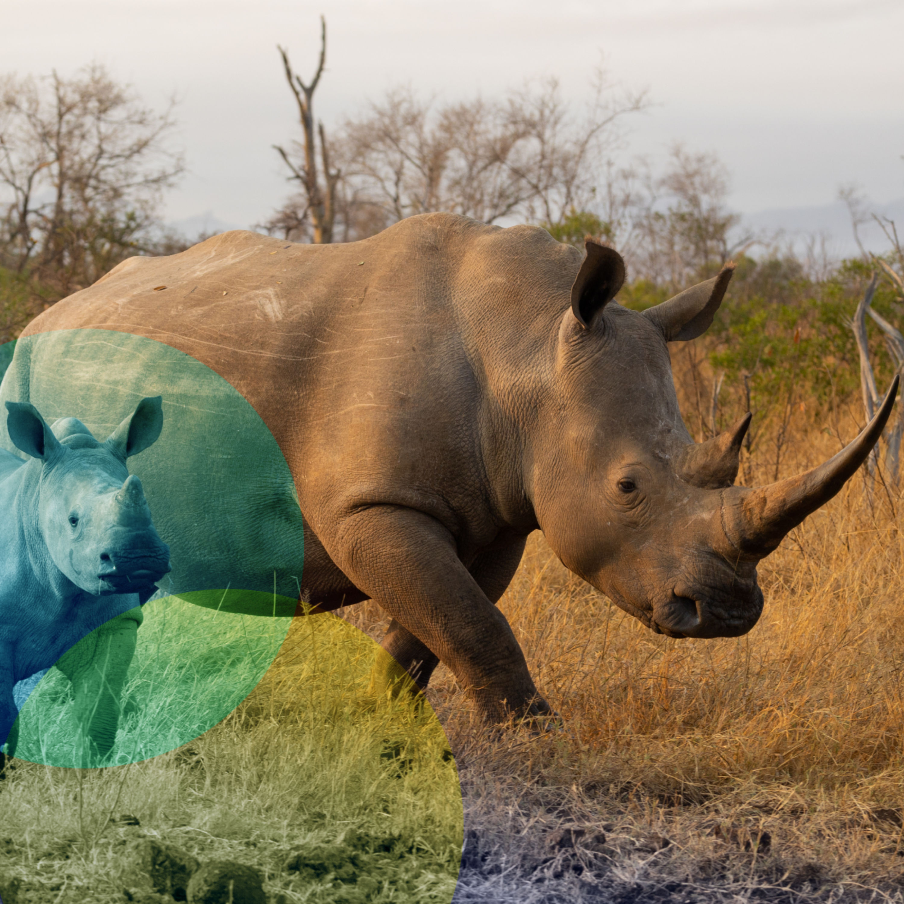 Kostbar oder köstlich - wie schützen wir bedrohte Tiere?