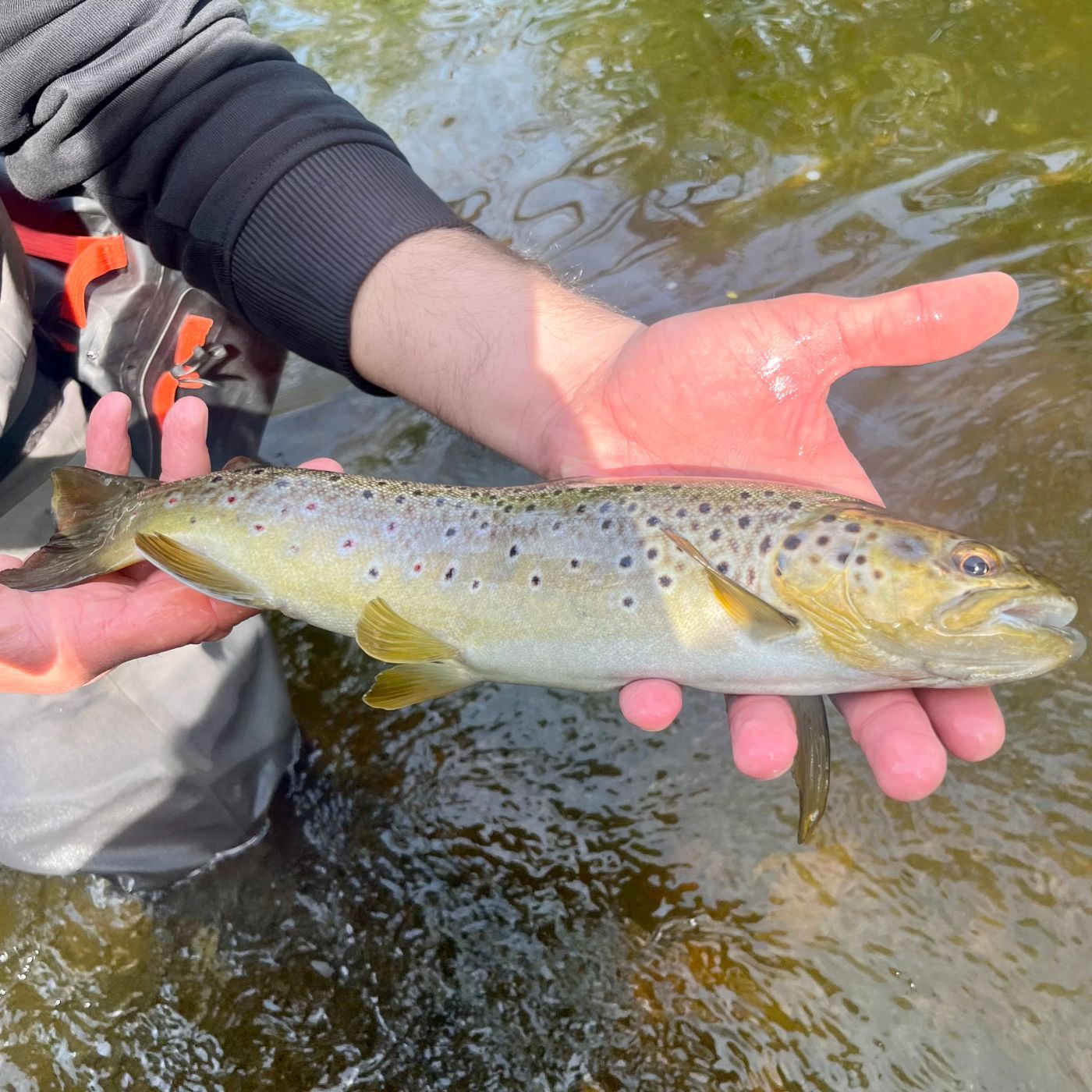 Krach im Bach - Wilde Forellen im Angelparadies Harz | #123