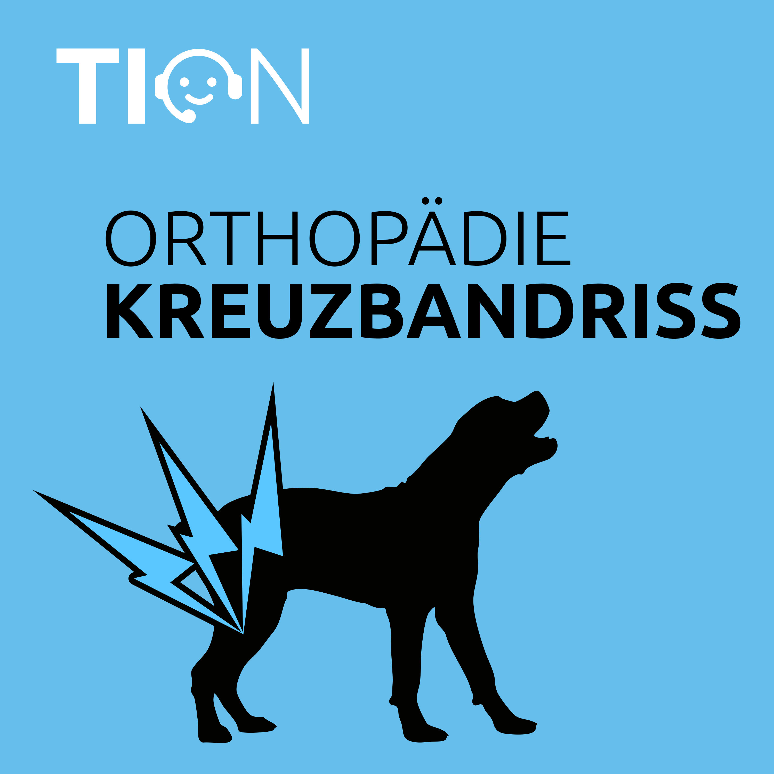Kreuzbandriss bei großen und kleinen Hunden