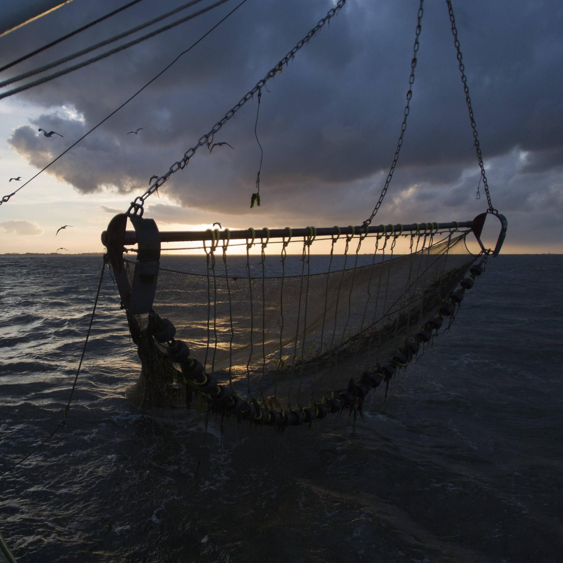 Krimi-Hörspiel: Eine Tote in der Nordsee - Die Frau im Netz