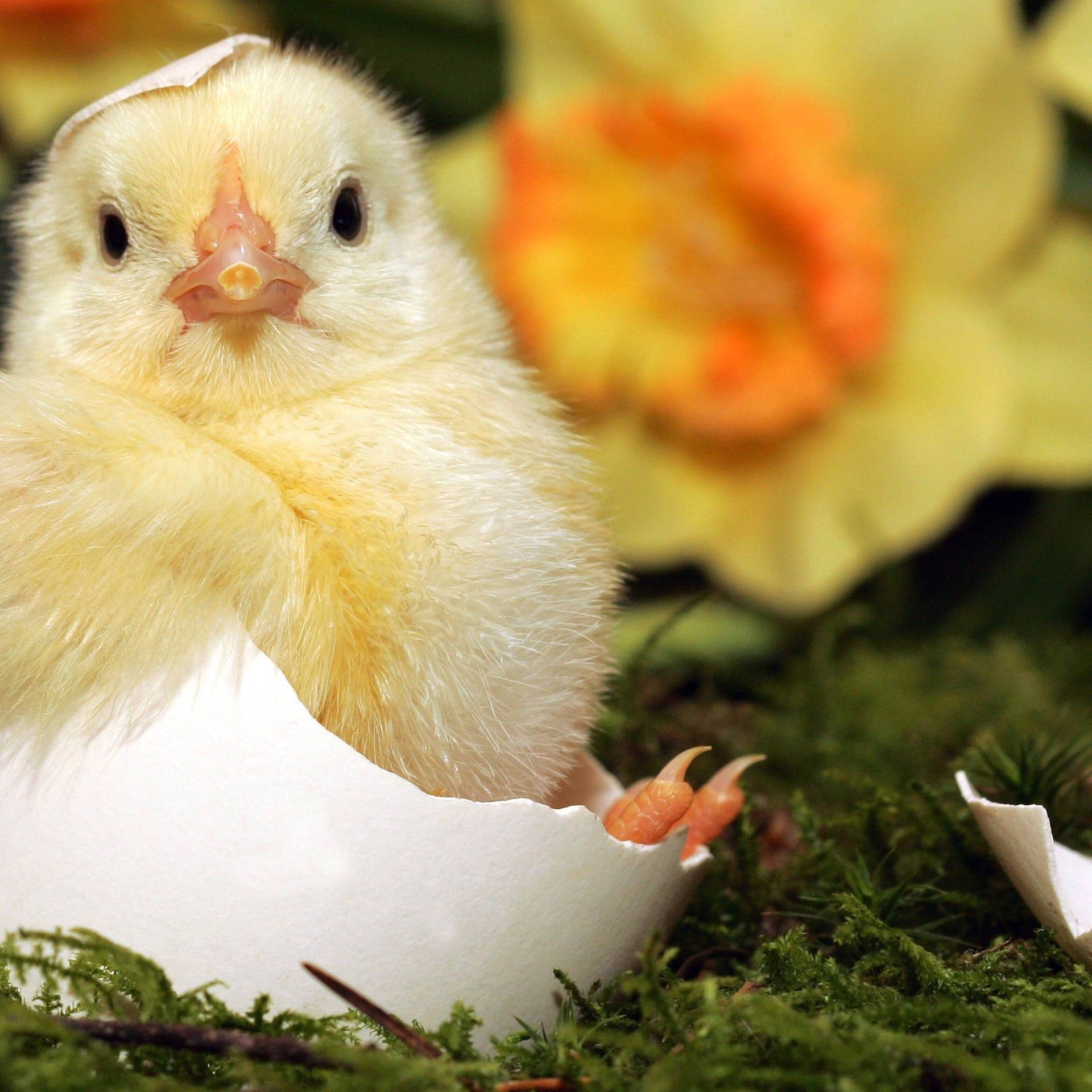 Künstliche Intelligenz statt Küken-Tod: Werden für unsere Eier noch Küken geschreddert?