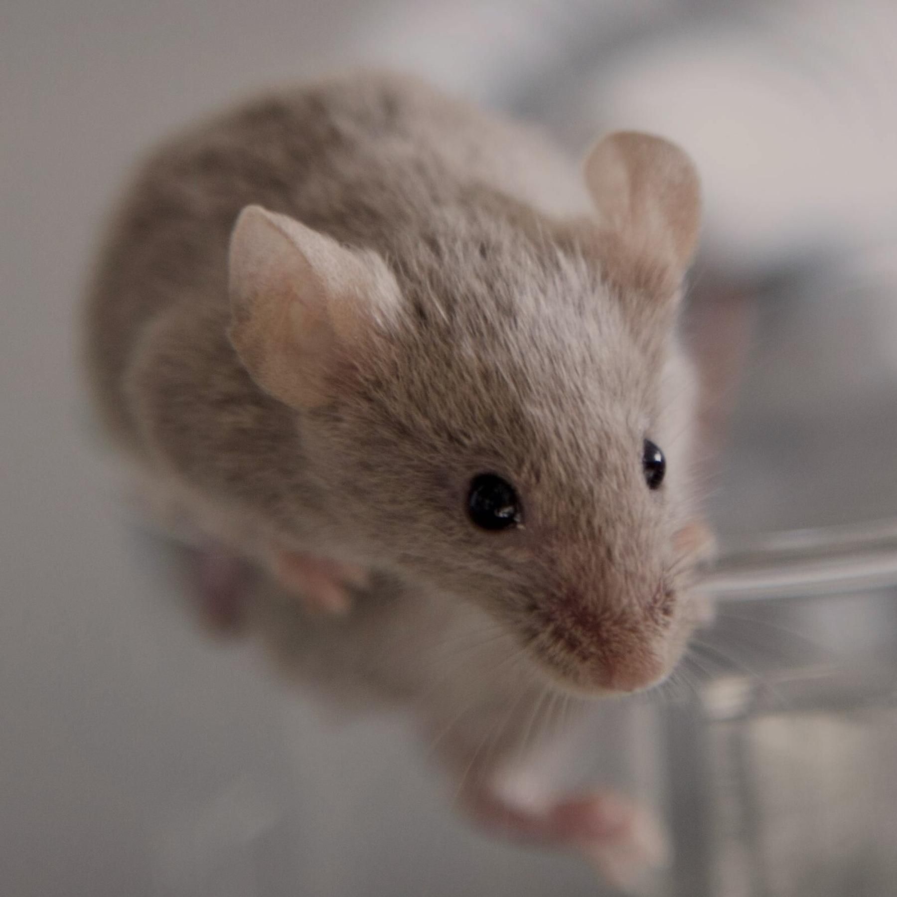 Das Ende der Tierversuche? - So viel können künstliche Mini-Organe