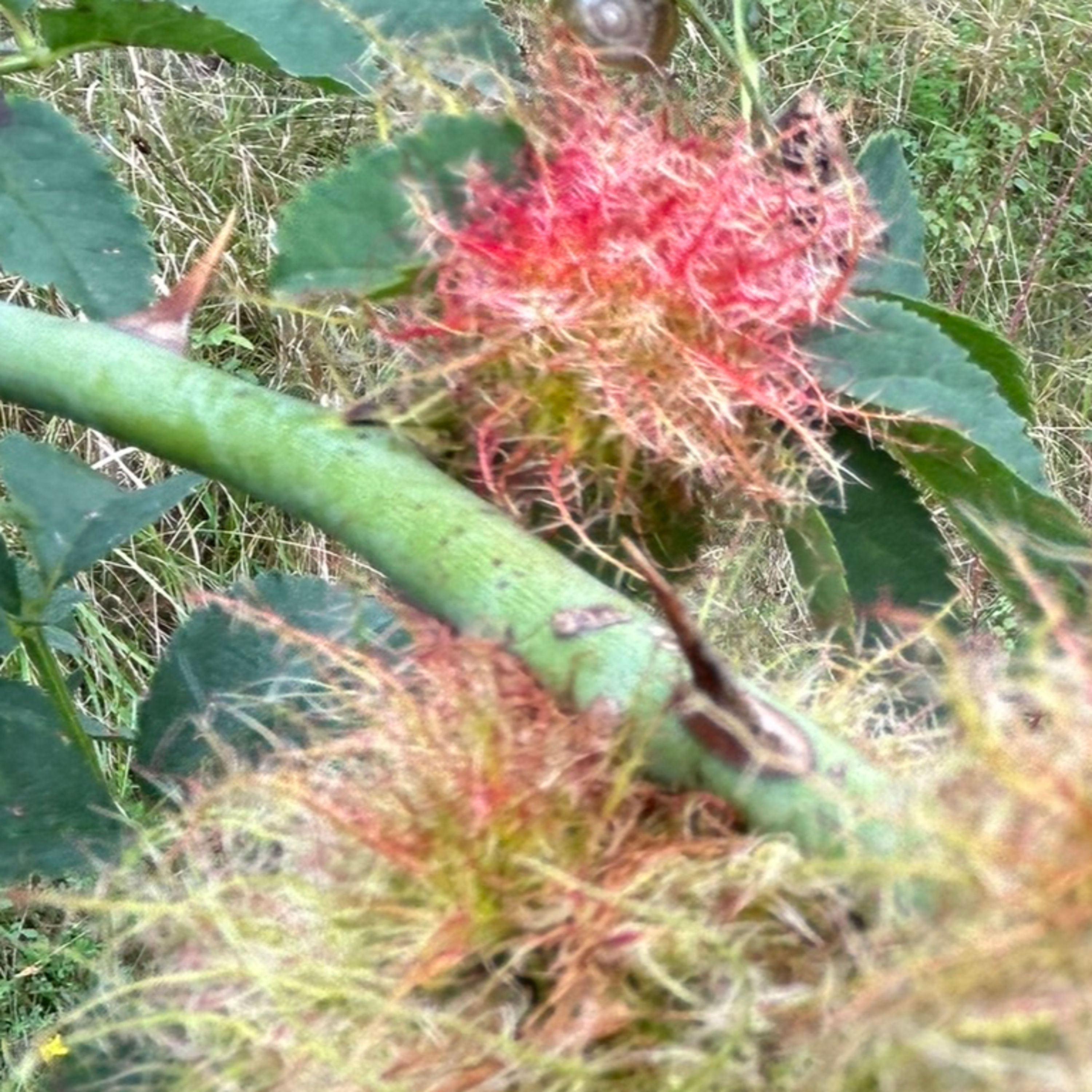 Kuschelwuschel wunderbar-Die Rosengallwespe