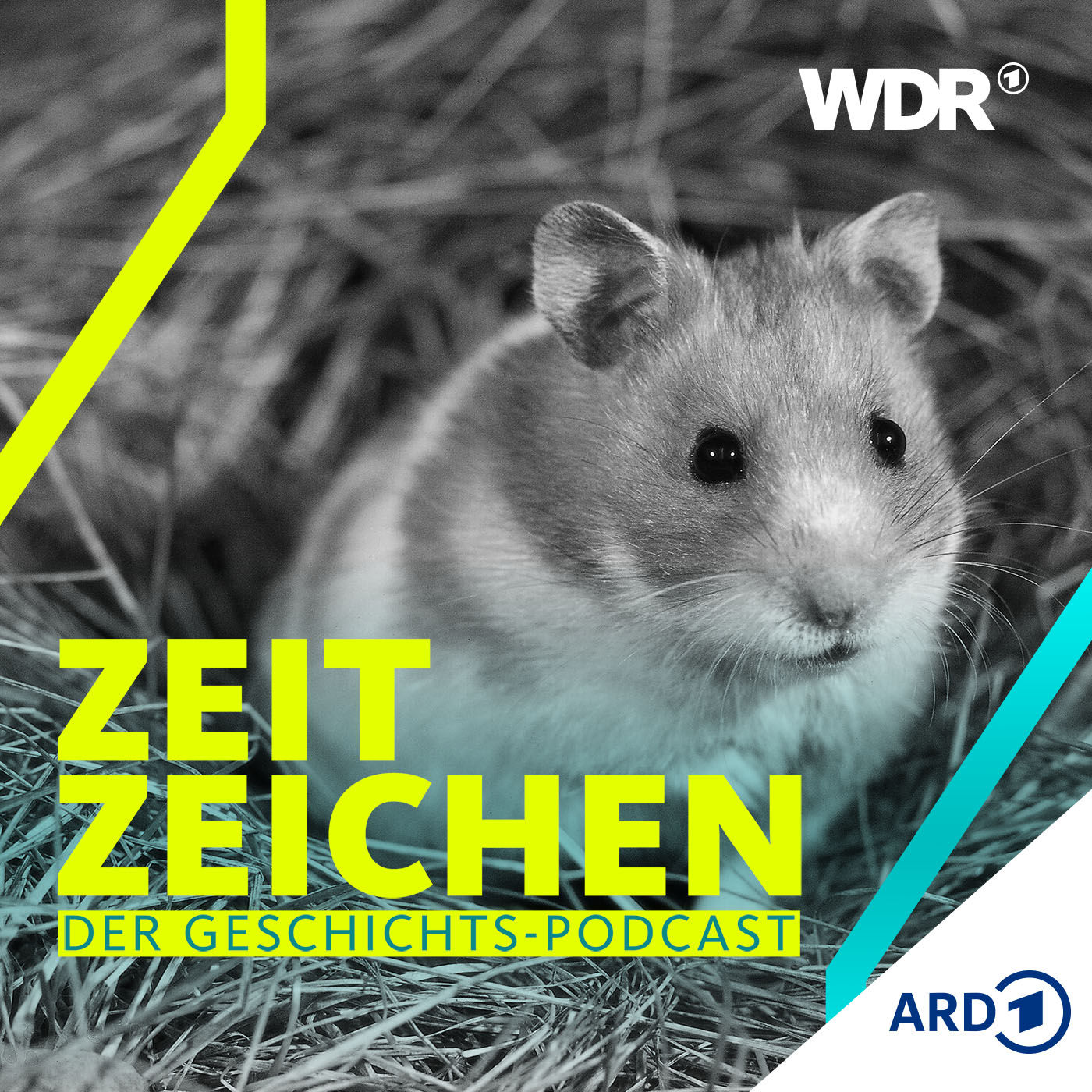 Laborheld und Kinderliebling: Siegeszug des Goldhamsters