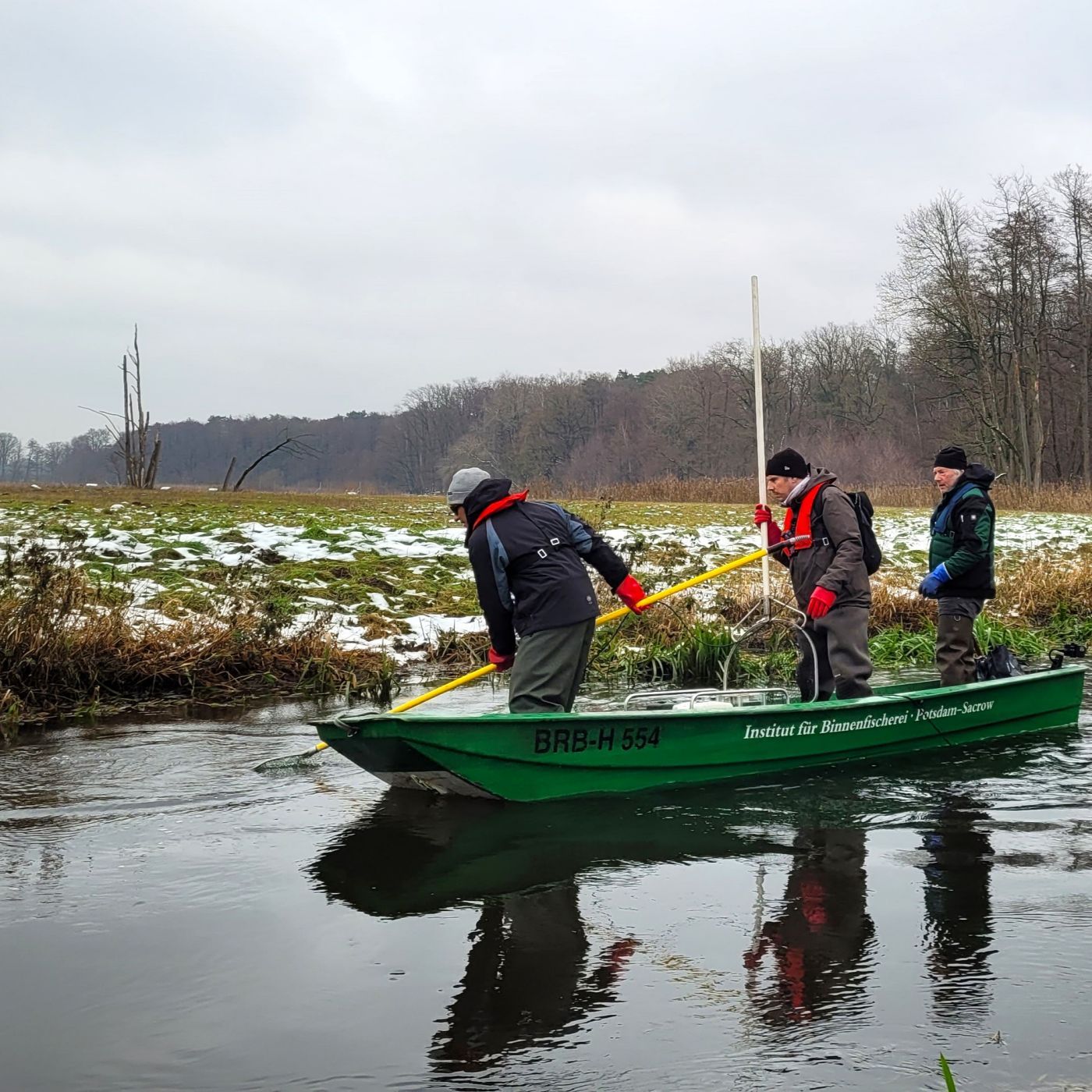 Lachse in Brandenburg - Elektrofischen für die Brut | #137