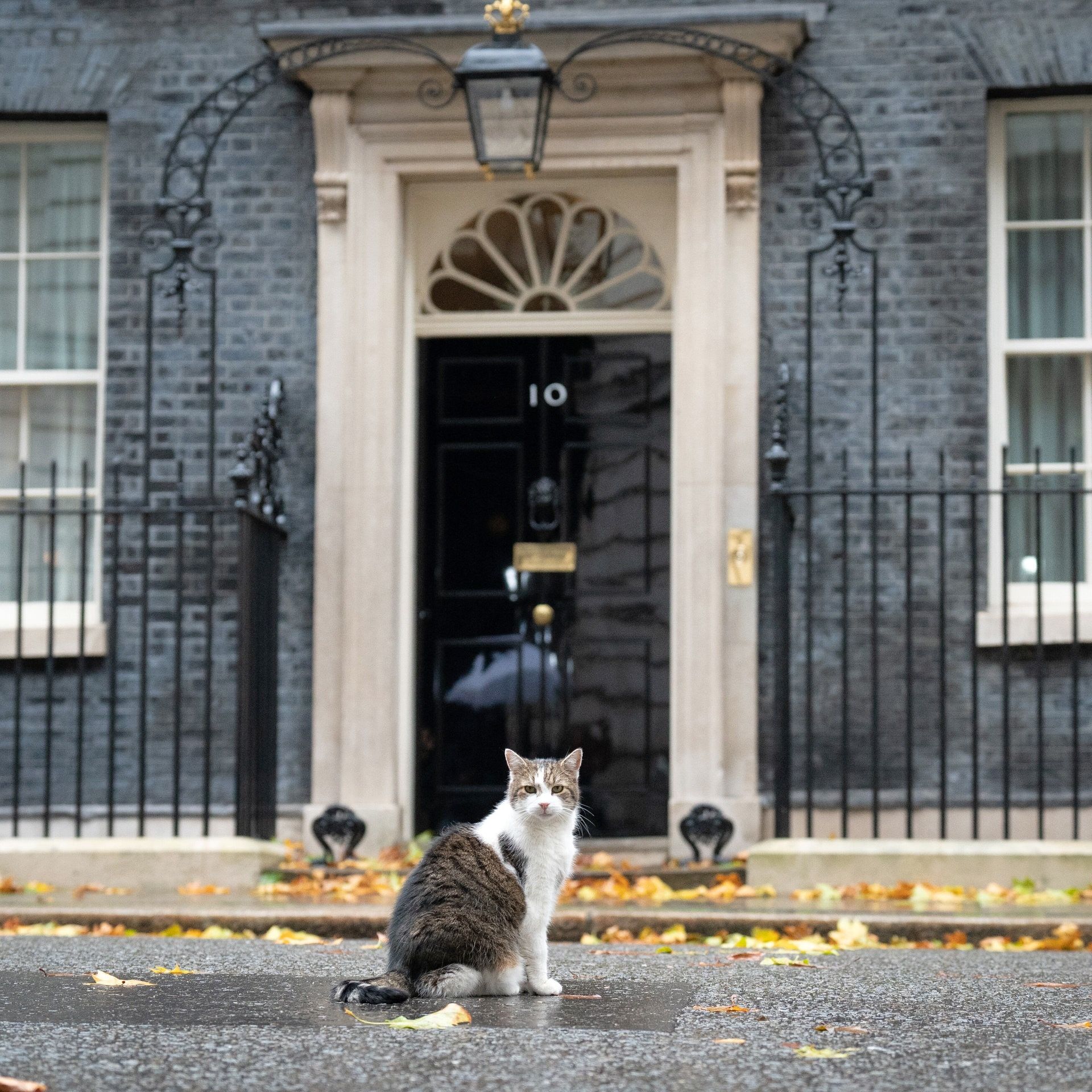 Länger im Amt als mancher Premier: Larry the Cat