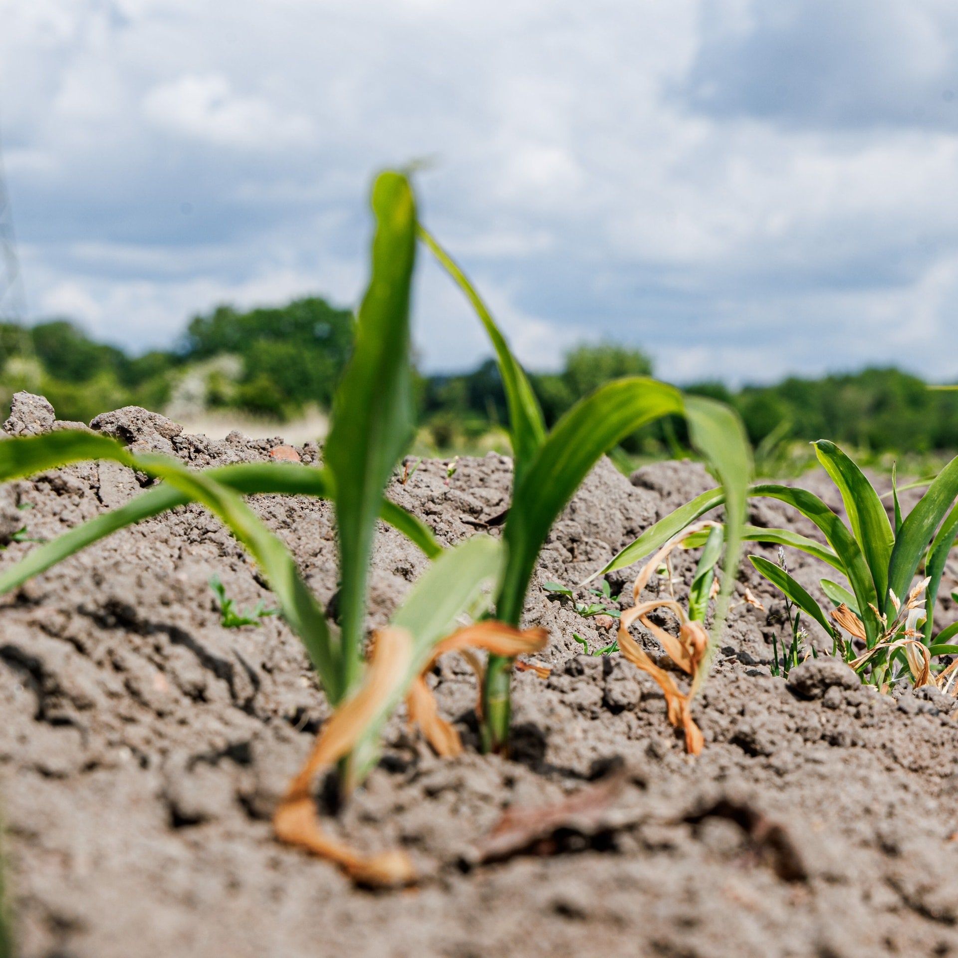 Längst kein reines Umweltproblem mehr: Warum der Klimawandel ein wachsendes Sicherheitsrisiko ist