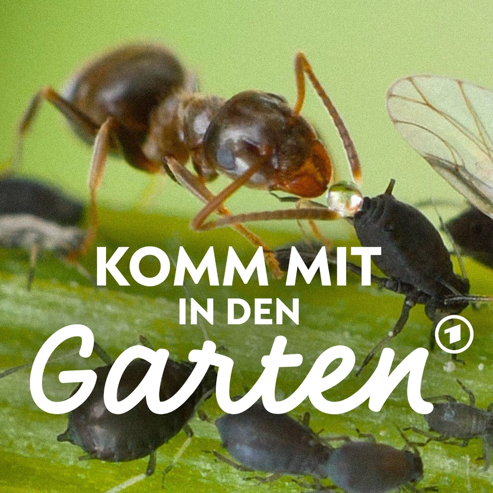 Lästig oder nützlich? - Ameisen im Garten