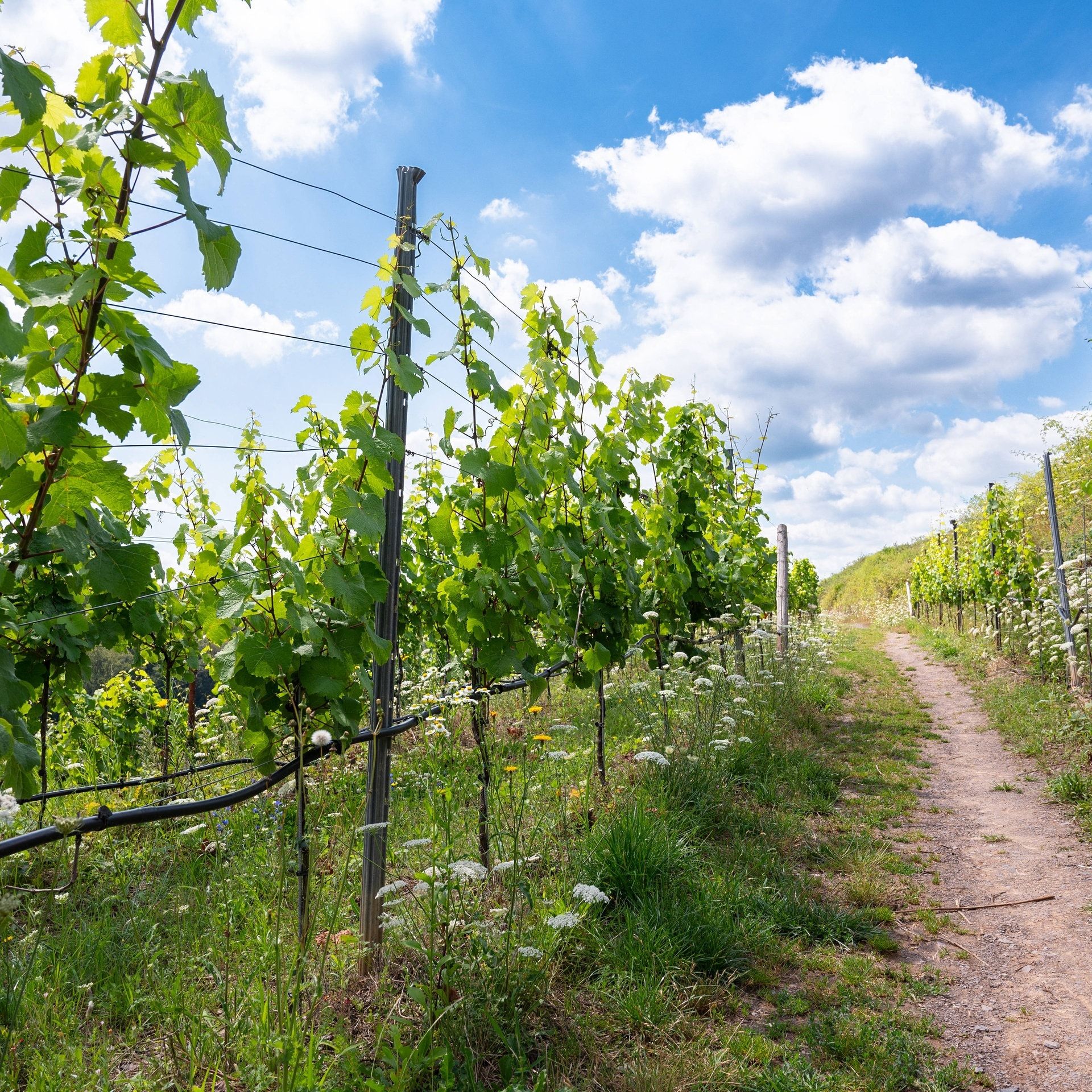 Landtagswahl in Rheinland-Pfalz - wie der Wein die Politik im Land prägt