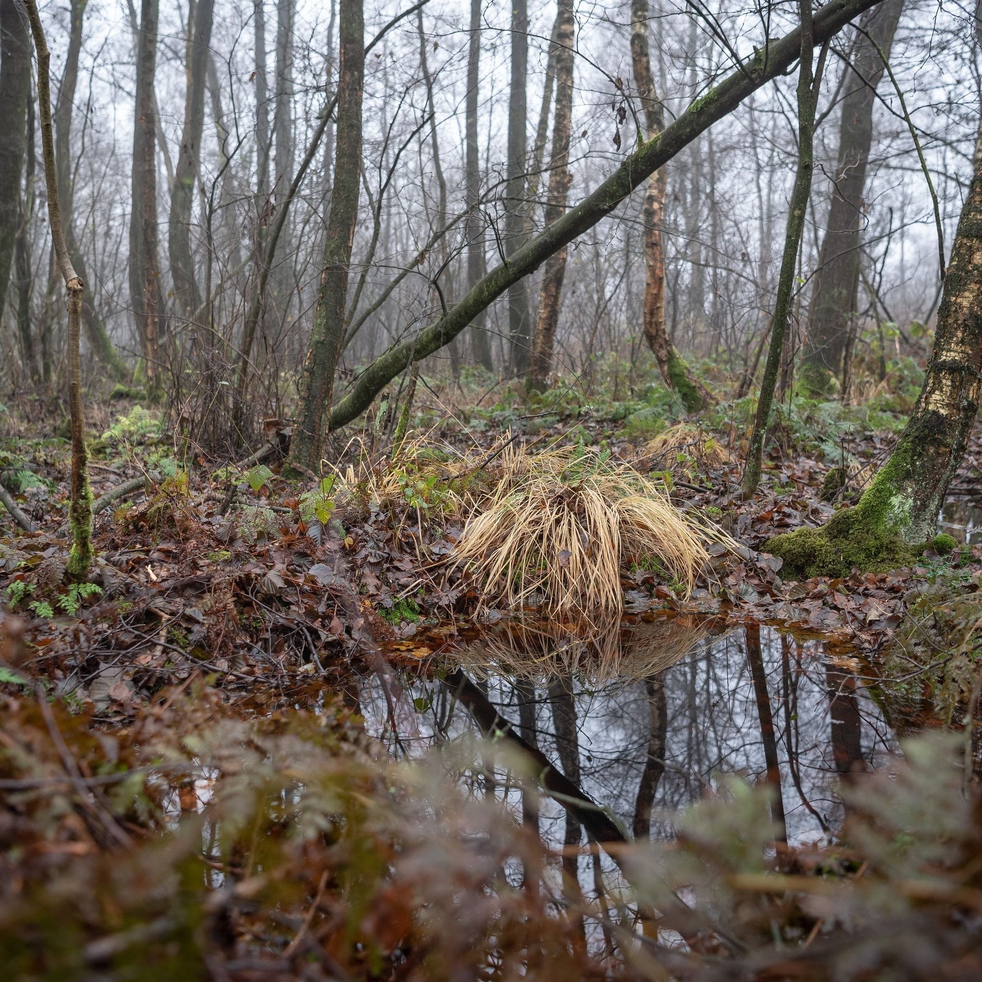 Landwirtschaft und Moorschutz - Wie bekommt man beides unter einen Hut?
