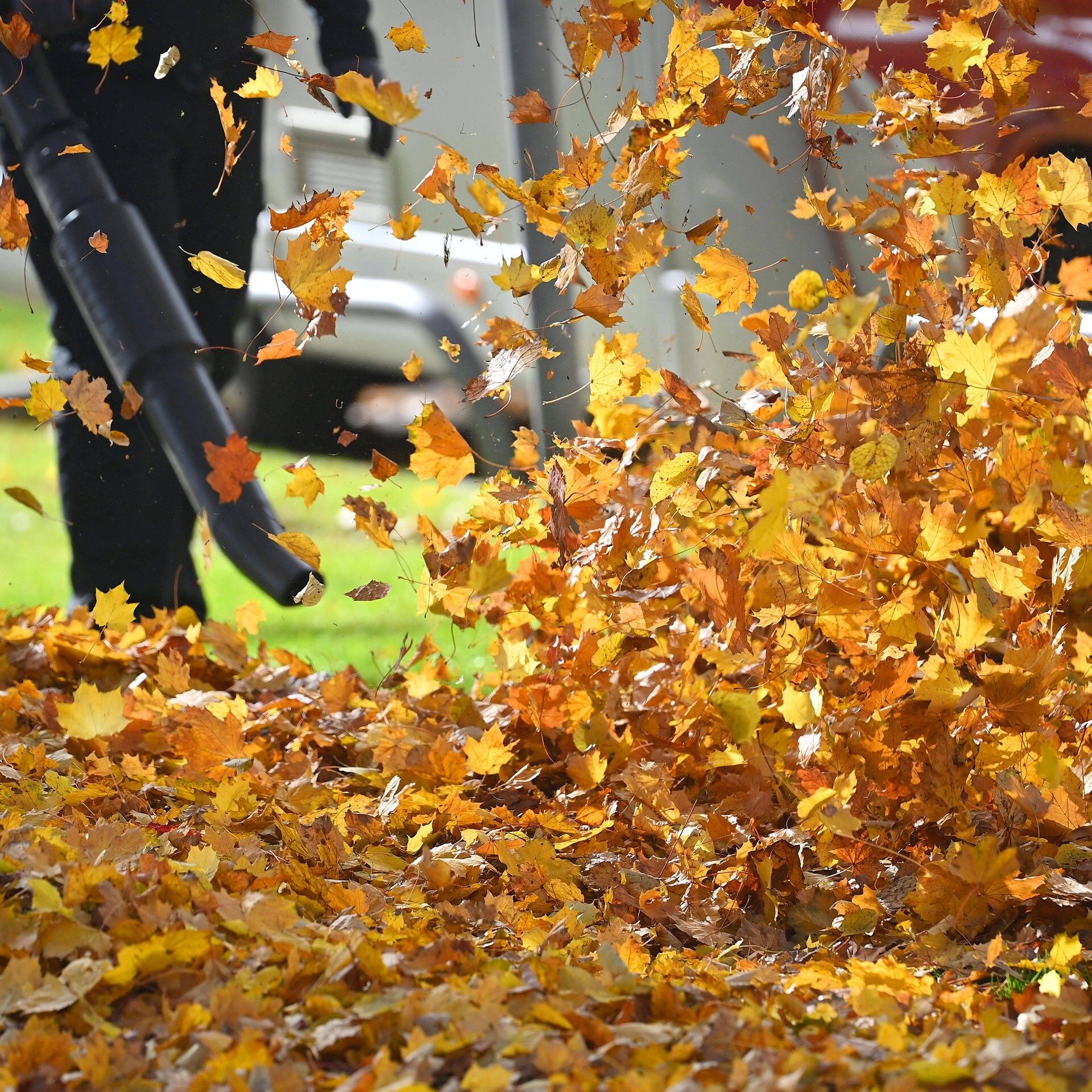Laubbläser - Was ist erlaubt?
