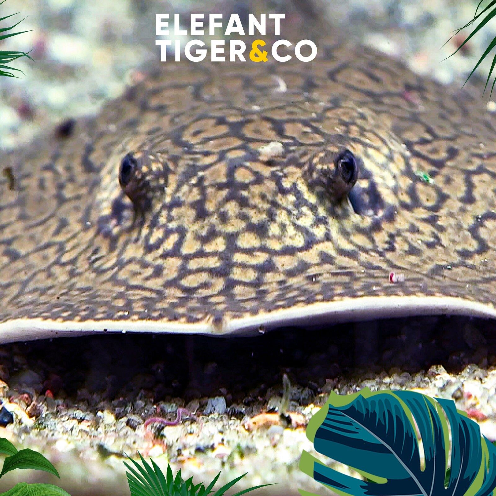 Leopolds Stechrochen