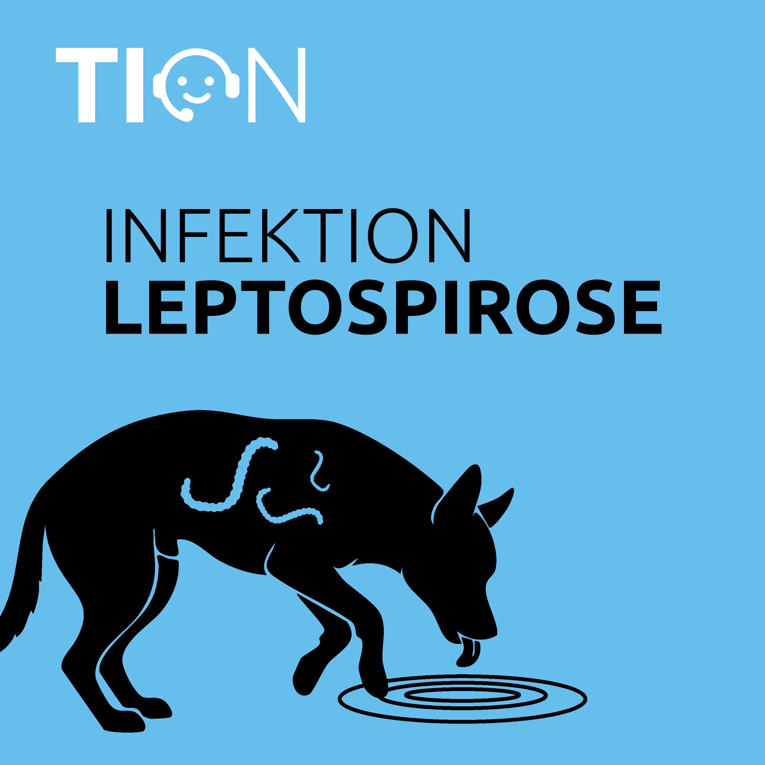 Leptospirose bei Hunden