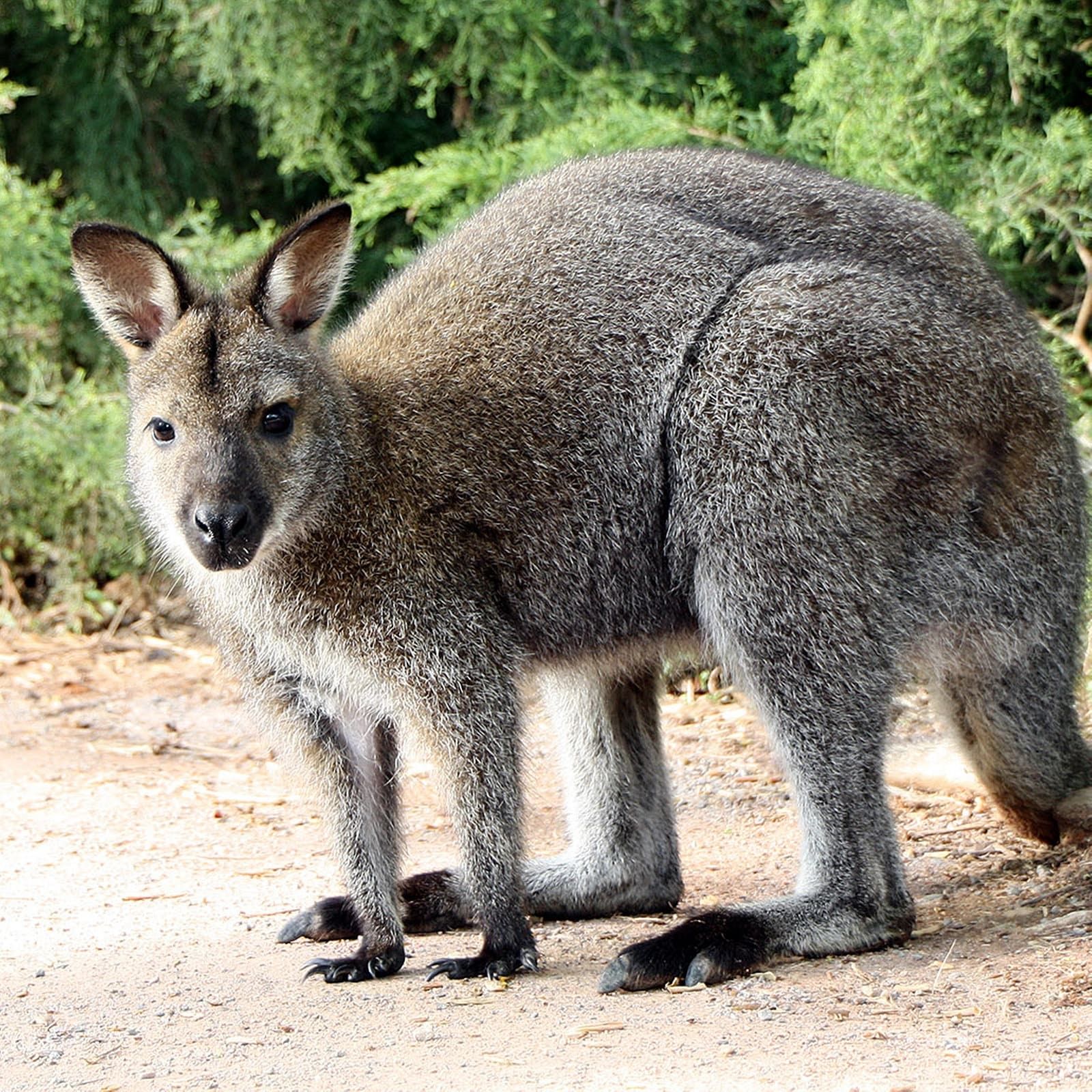 Liebestolles Beuteltier: Das Bennett-Känguru oder Rotnacken-Wallaby