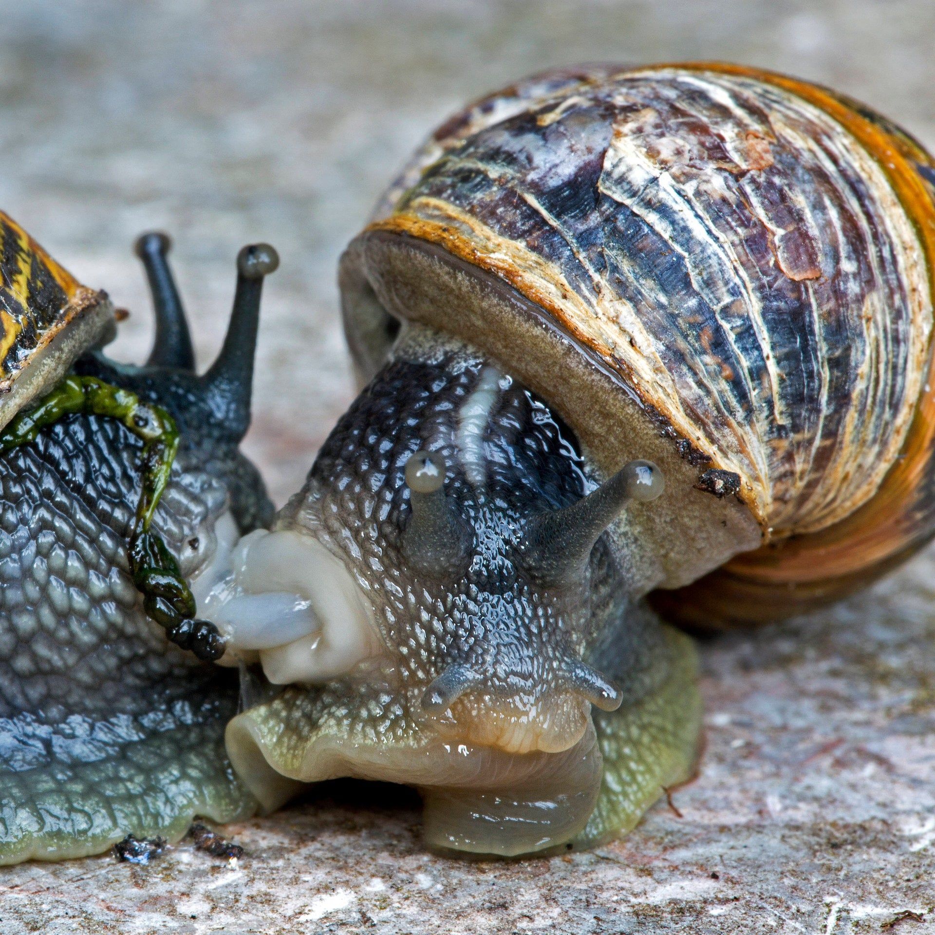 Links gedreht: Neuseeländerin startet Partnersuche für Schnecke "Ned"
