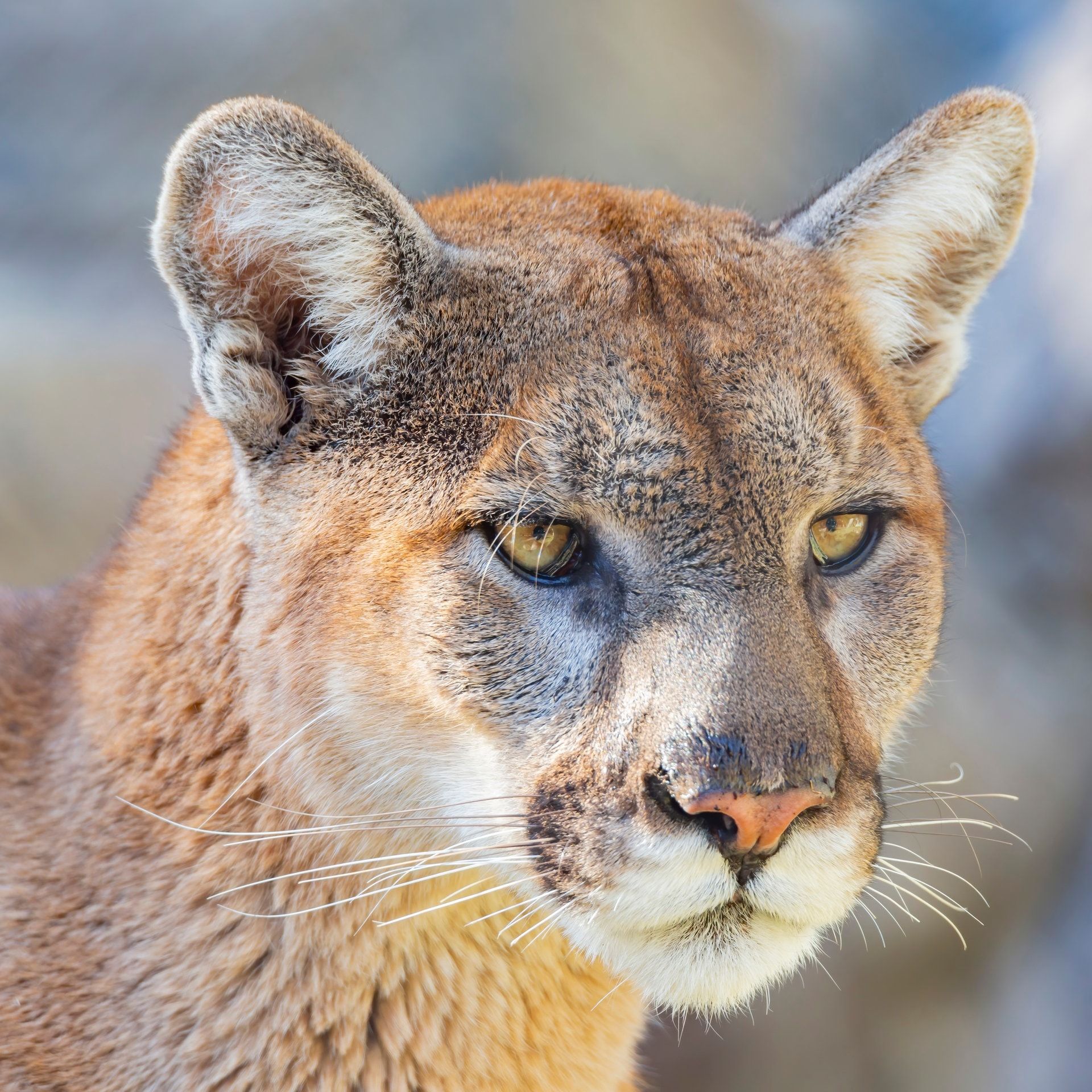 Los Angeles: Eine Brücke für Pumas