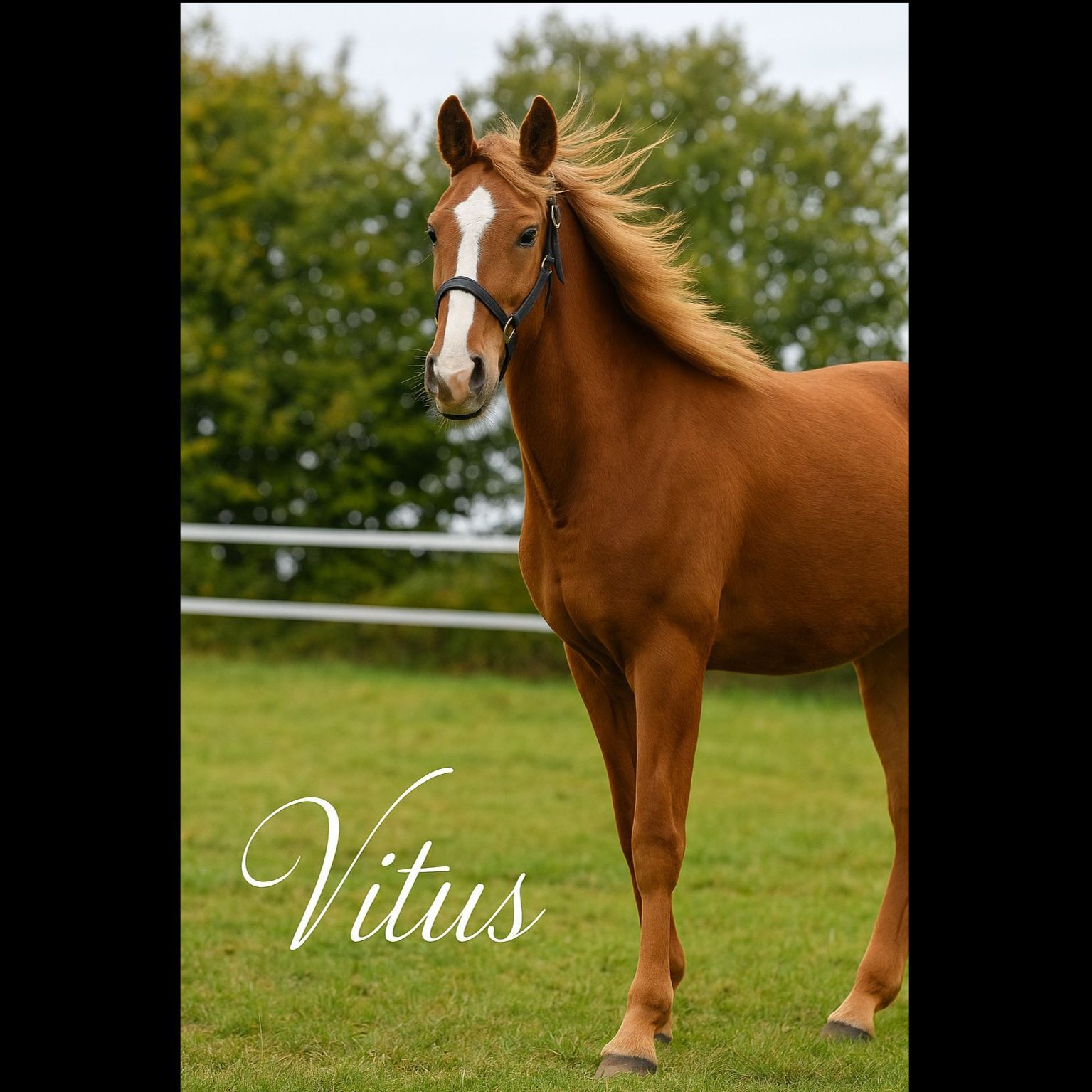 Mach die Klappe auf, Pferd! Folge 13 "Vitus"