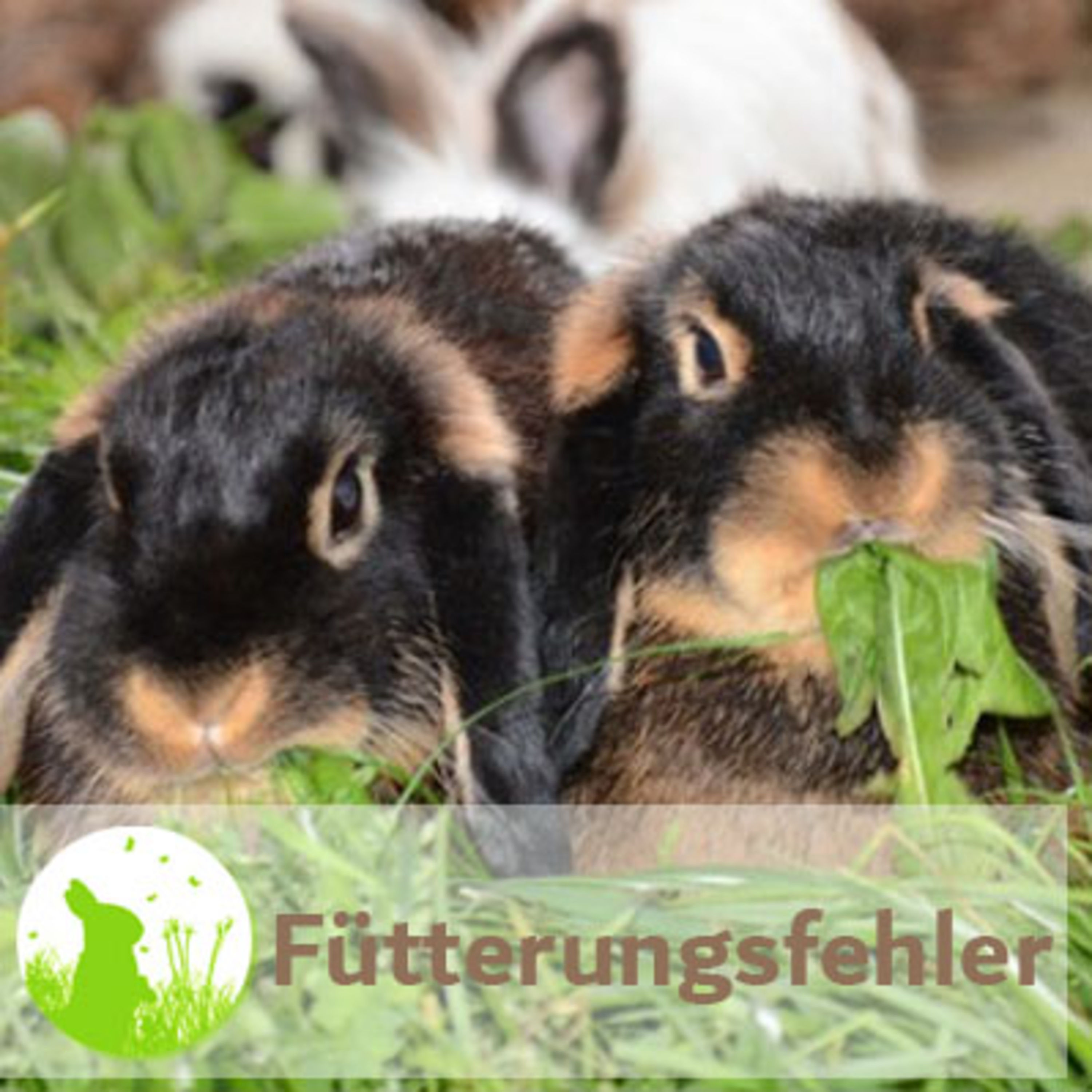 Machst Du auch diese Fütterungsfehler?