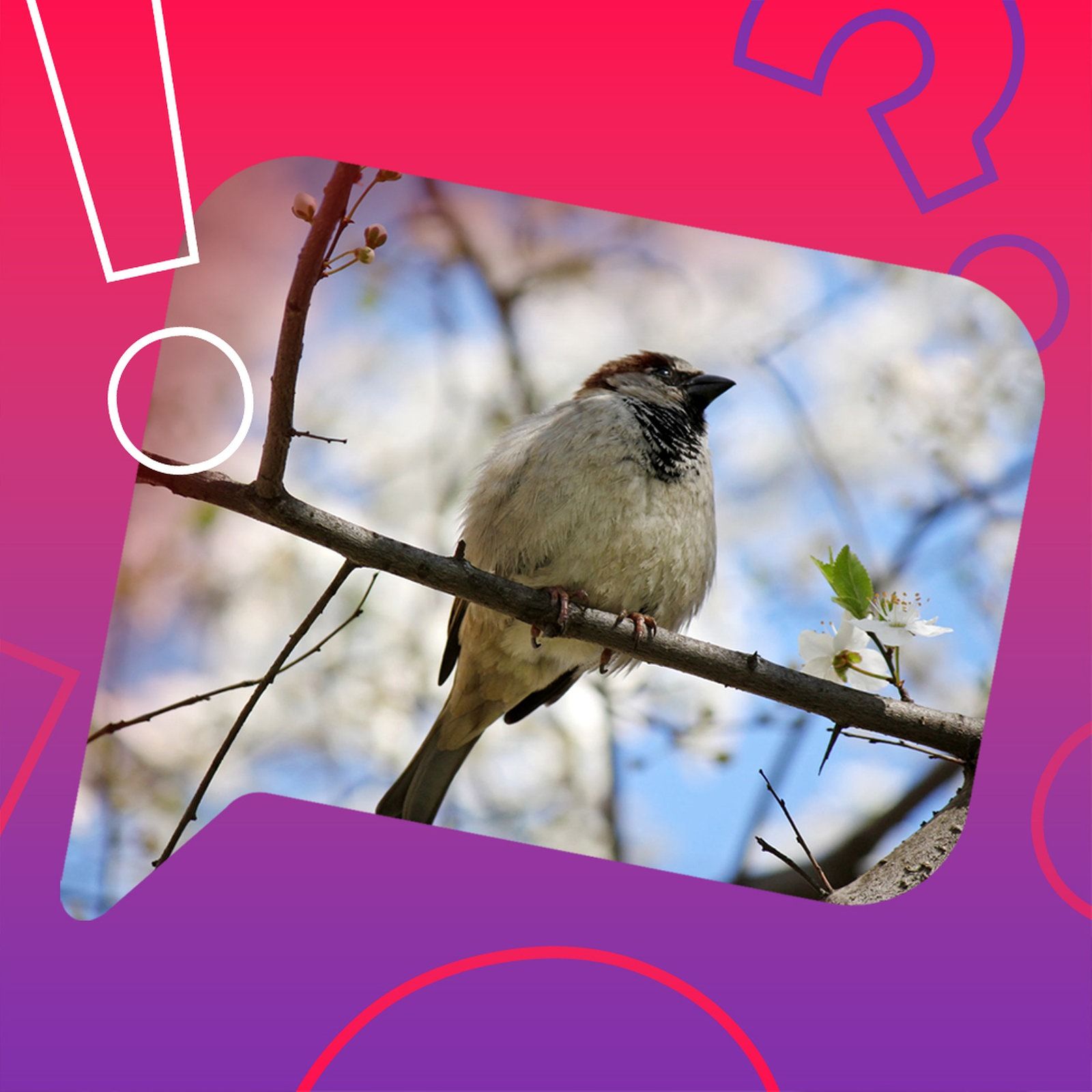 Macht uns Vogelzwitschern glücklich?