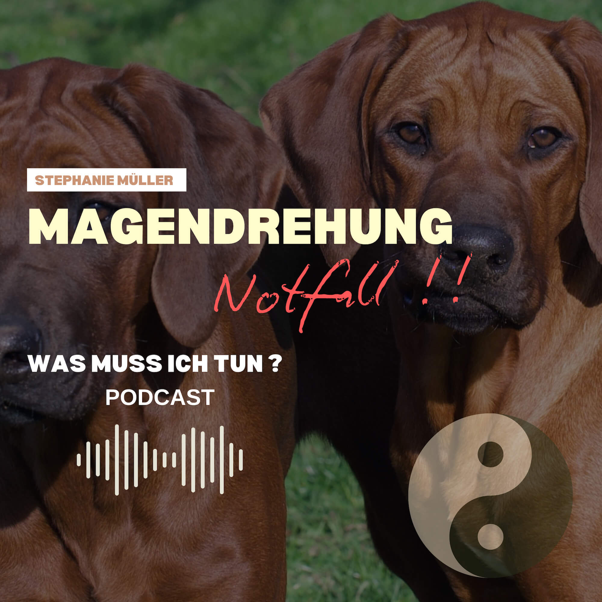 Magendrehung