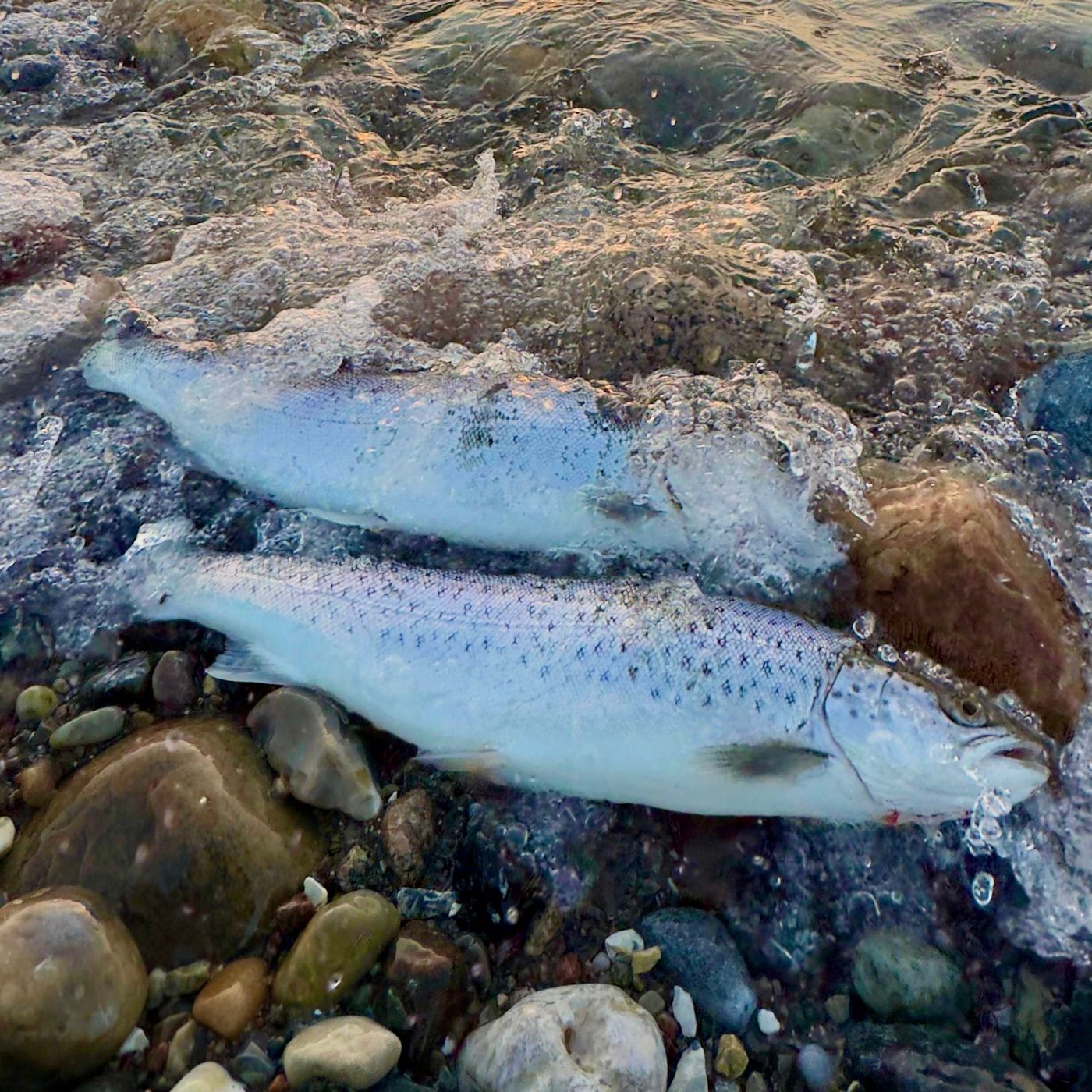 Make Meerforelle great again! - Tipps & Tricks | #194