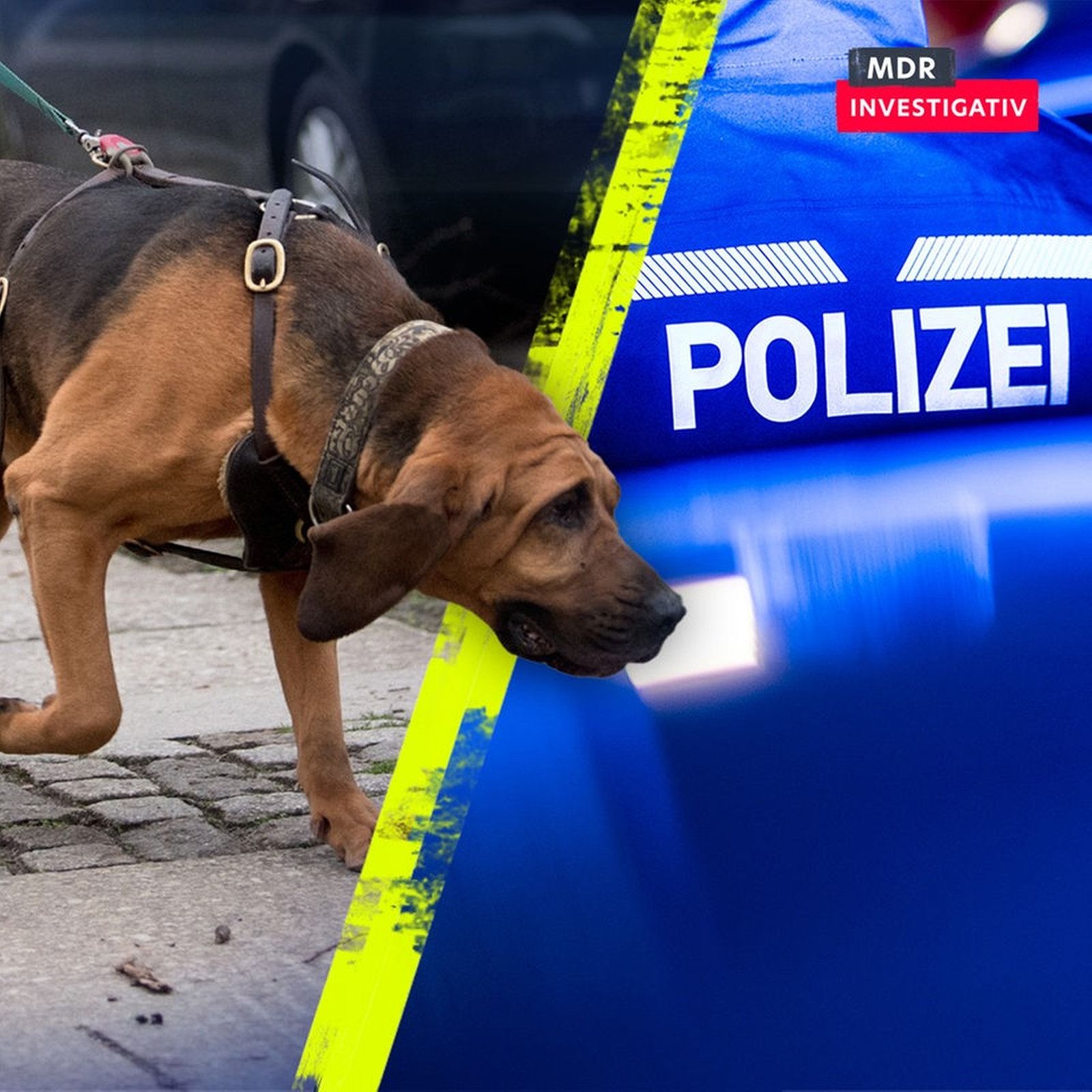 Mantrailer: Was können die Suchhunde wirklich?