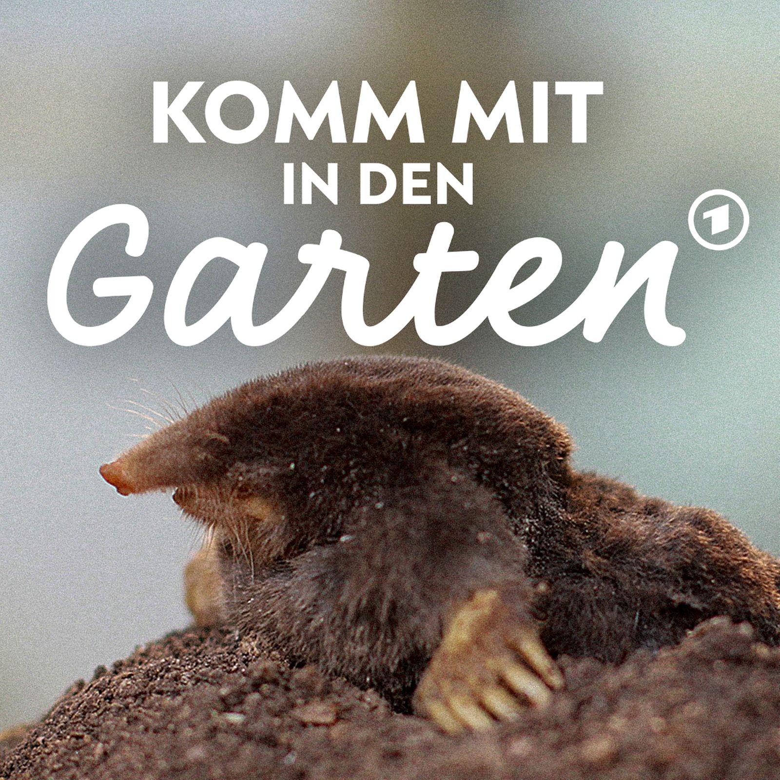 Maulwürfe - nützliche Helfer im Garten
