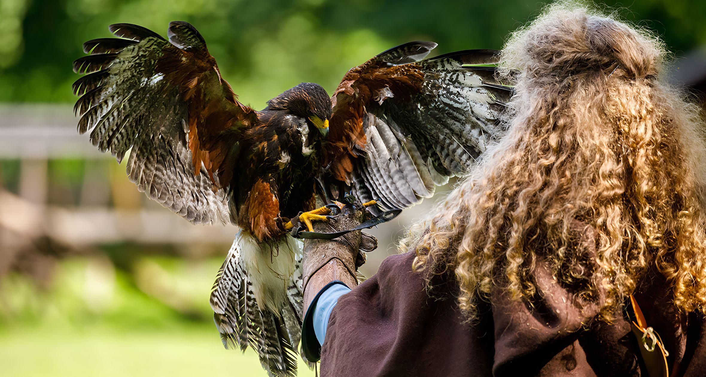 Medieval falconry: how knights hunted with birds of prey