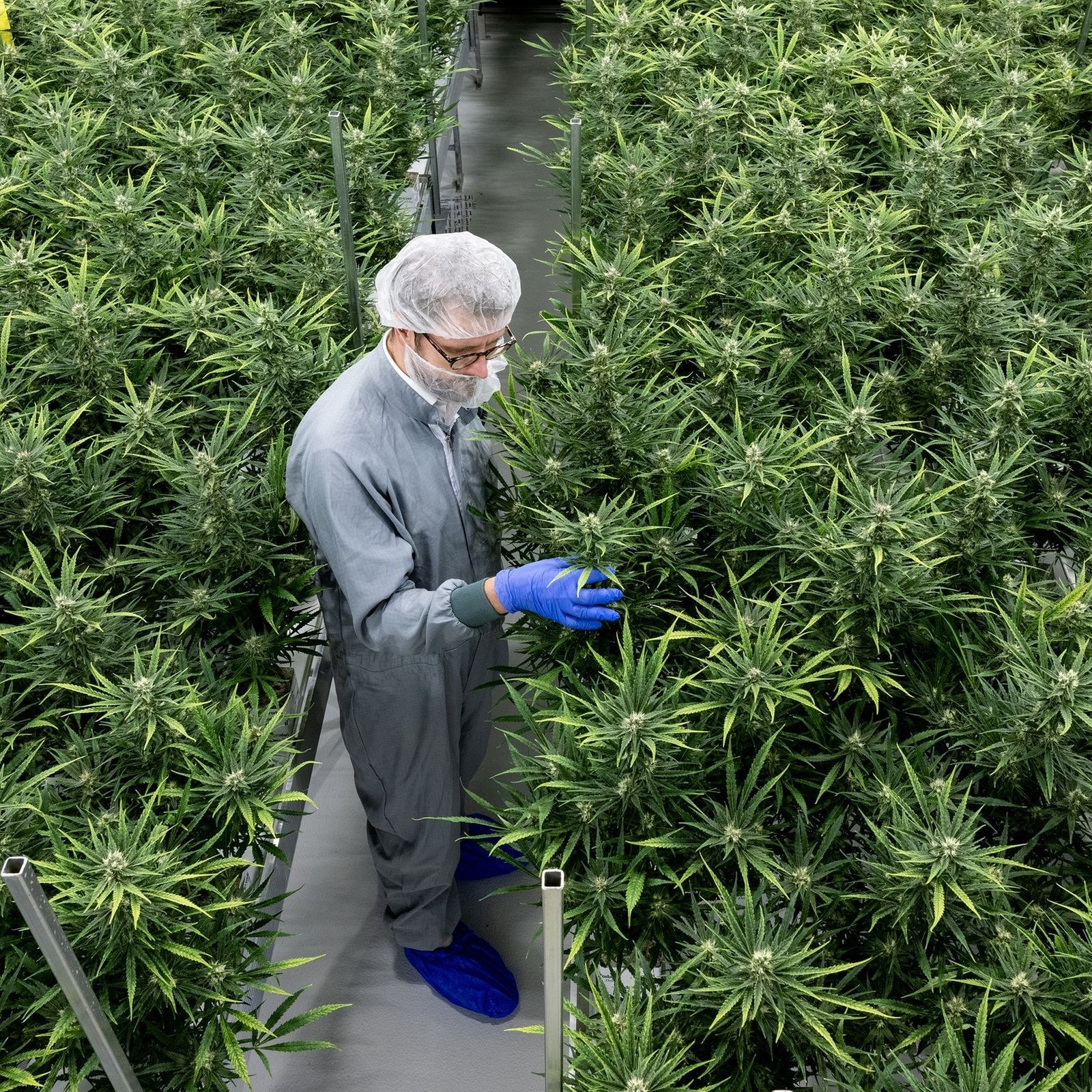 Medizinisches Cannabis: Branche sorgt sich wegen neuer Regeln