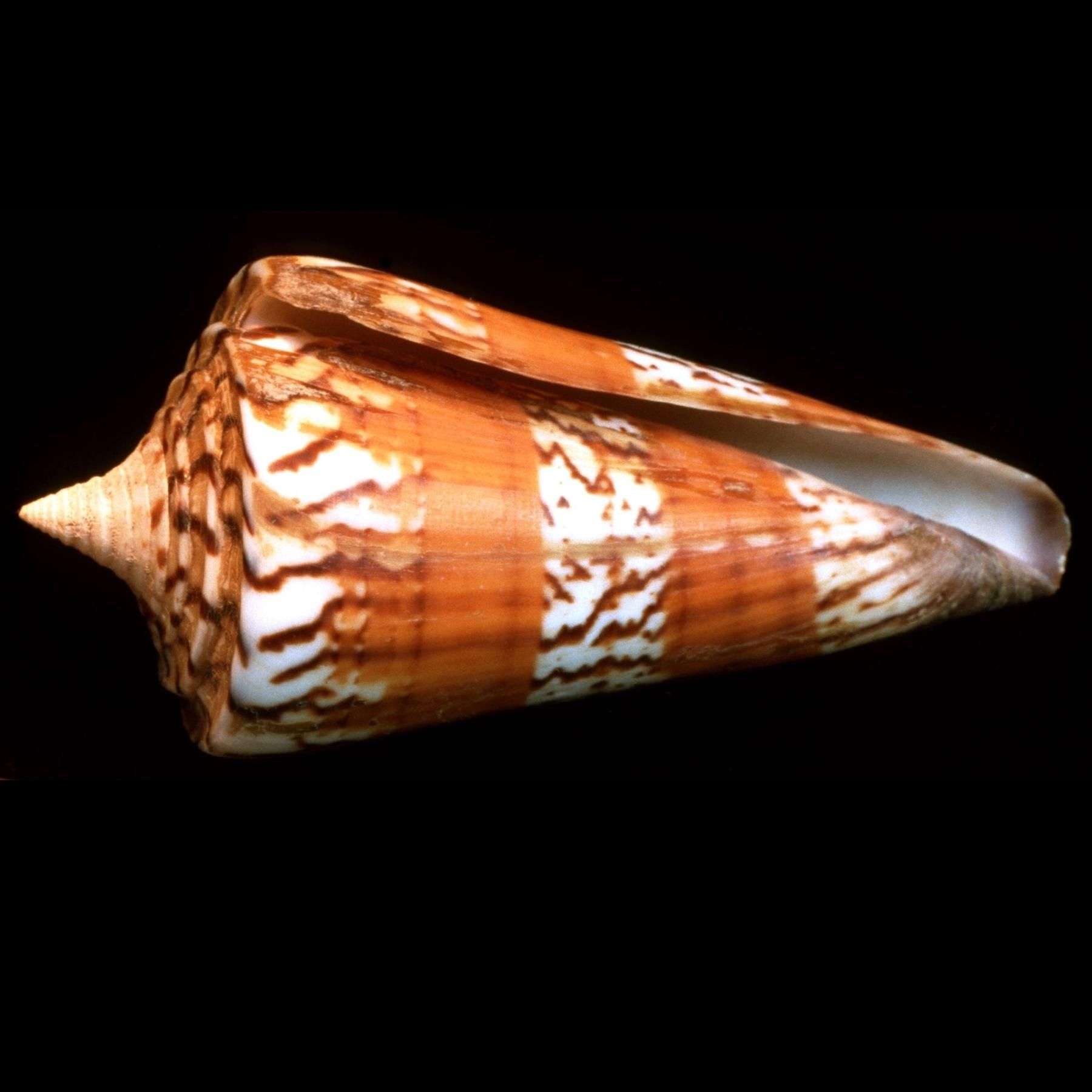 Meeresschnecke futsch - So what? Warum jede Art zählt