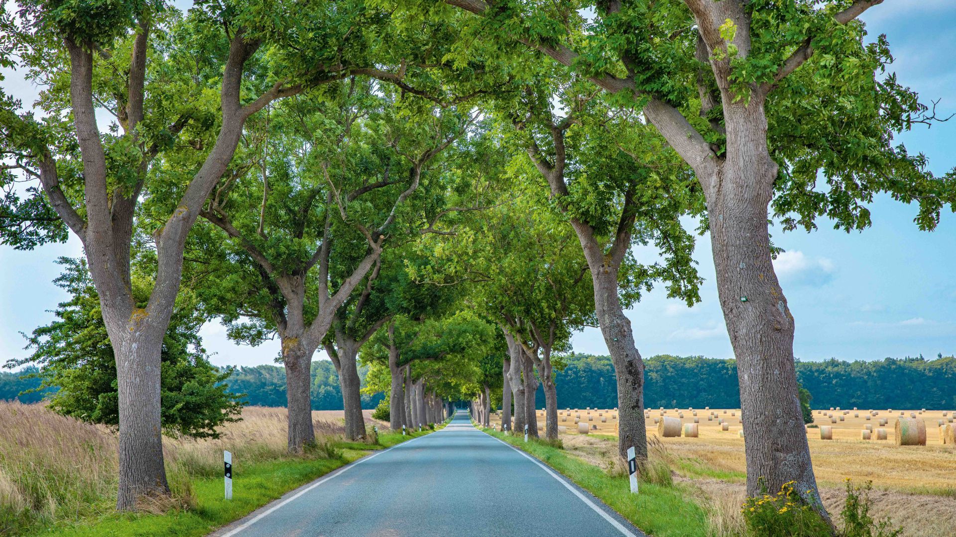 Mehr Alleen - mehr Grün - mehr frische Luft